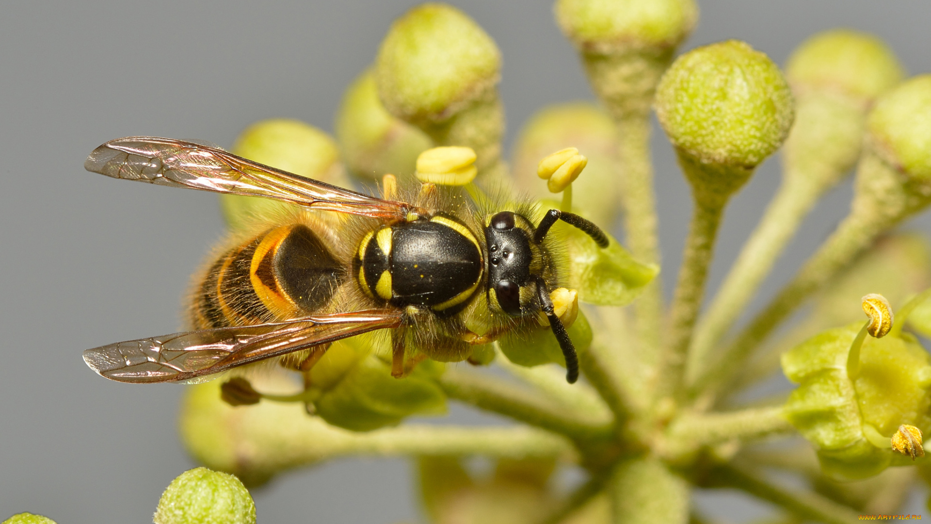 животные, пчелы, , осы, , шмели, цветок, оса