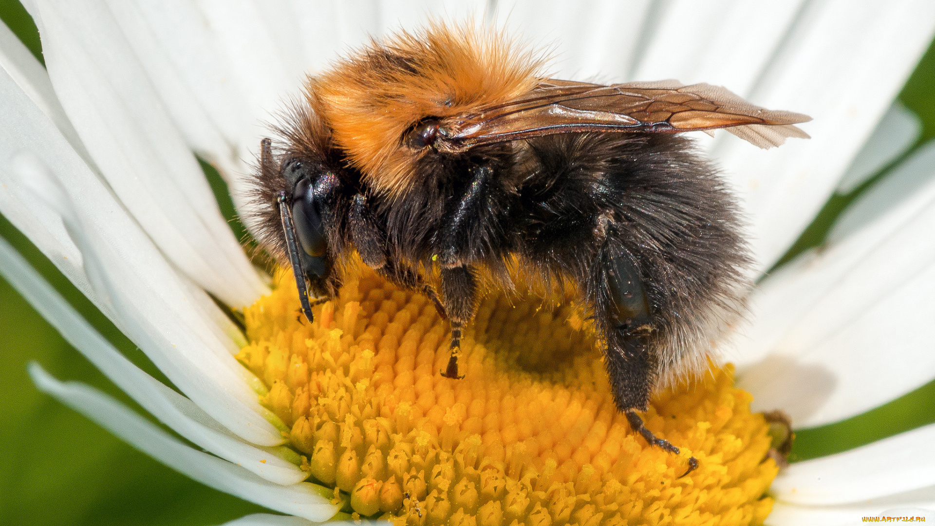 животные, пчелы, , осы, , шмели, цветок, шмель
