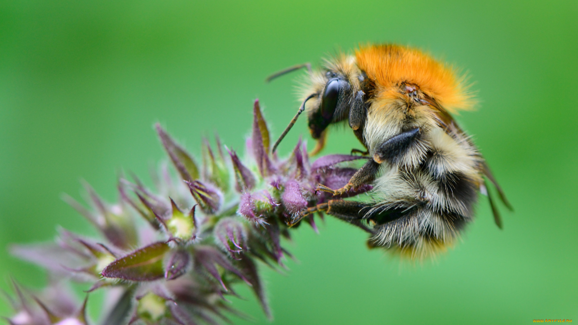 животные, пчелы, , осы, , шмели, цветок, шмель