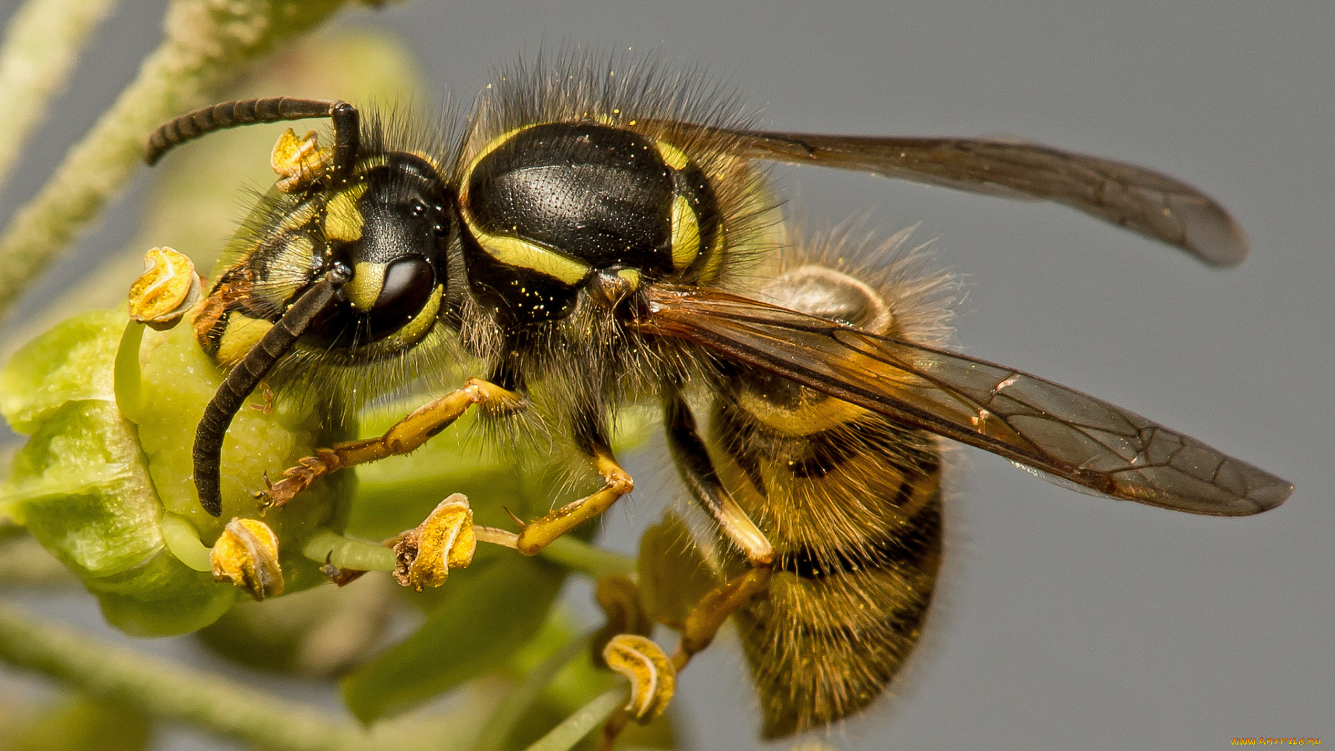 животные, пчелы, , осы, , шмели, оса, цветок