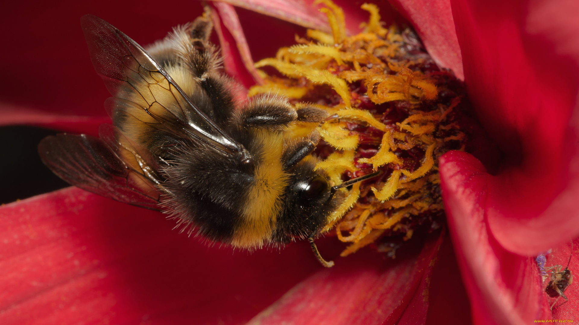 животные, пчелы, , осы, , шмели, шмель, цветок