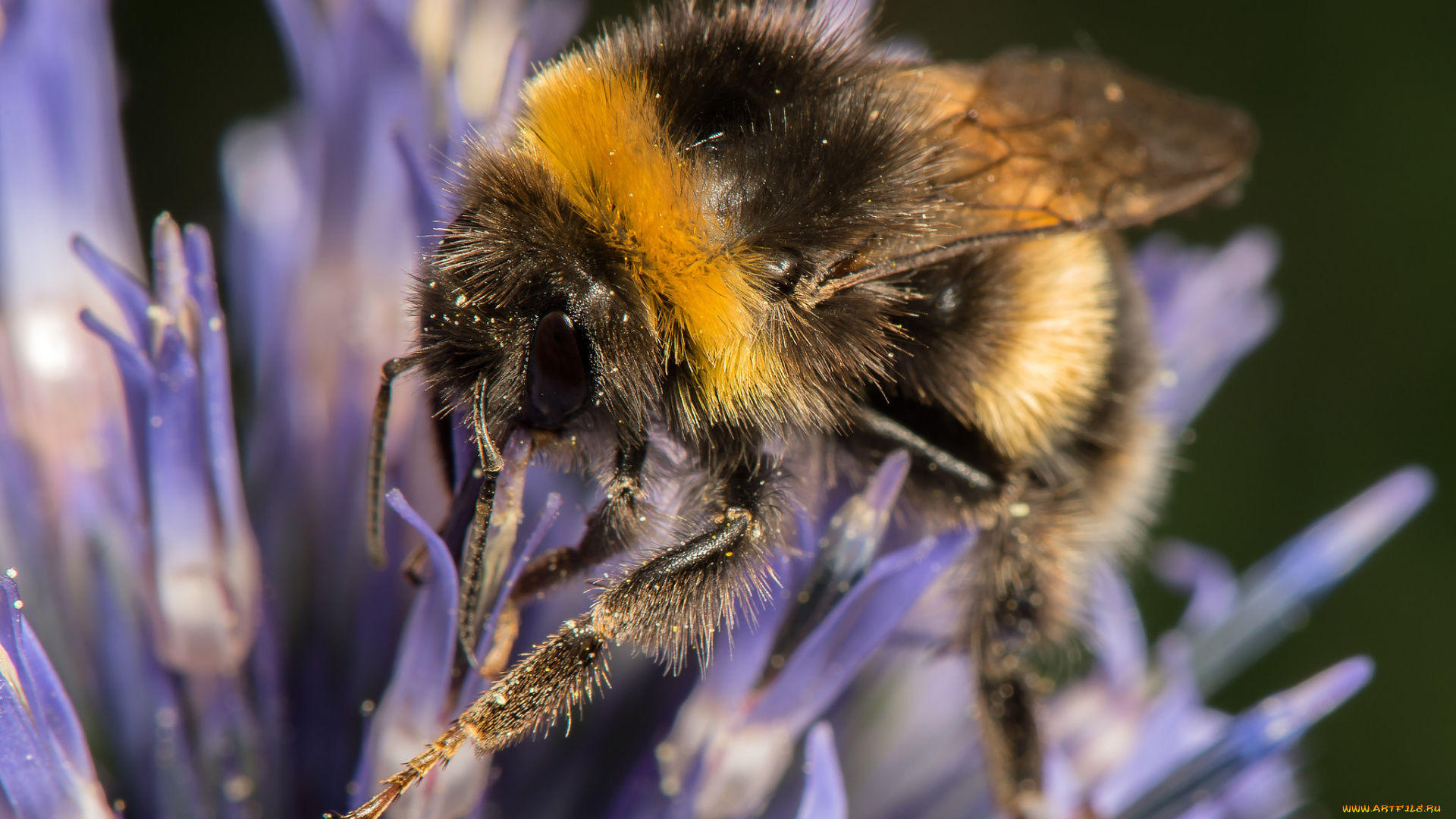 животные, пчелы, , осы, , шмели, шмель, цветок