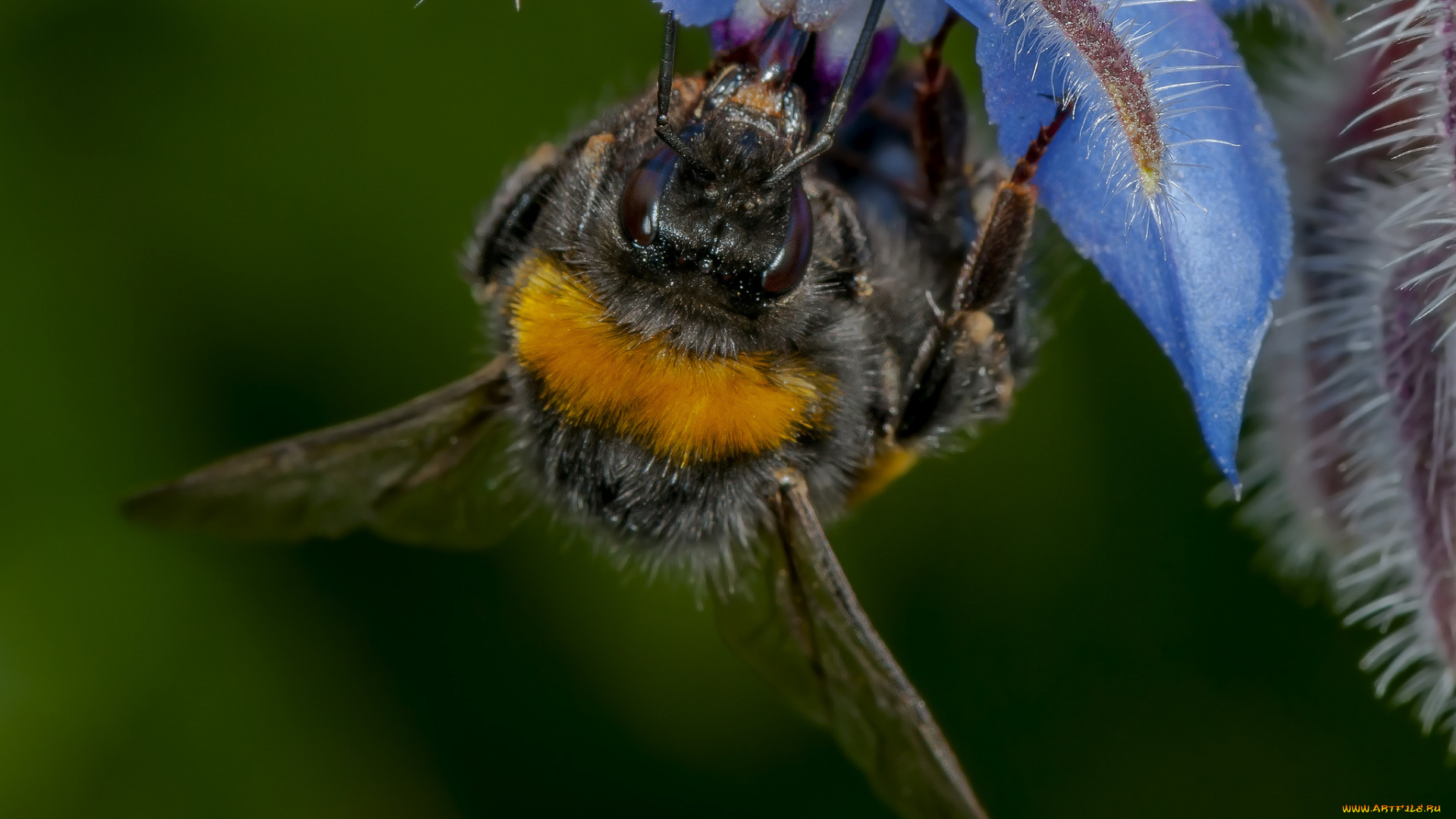 животные, пчелы, , осы, , шмели, шмель, цветок
