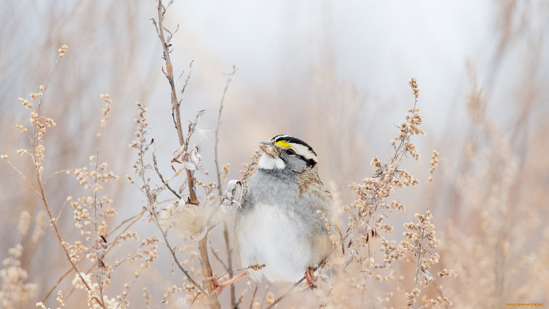 животные, птицы, еда, ветки, семена, птичка
