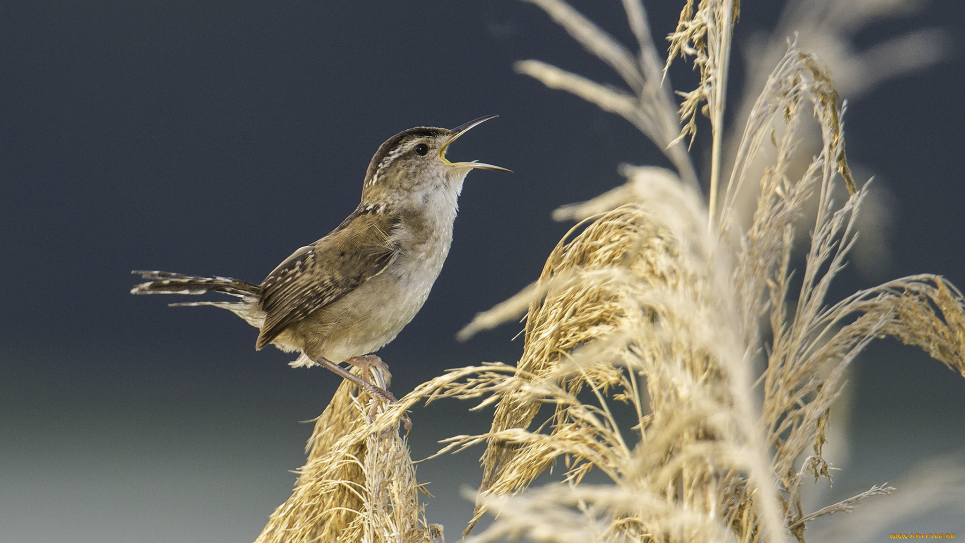 животные, птицы, метелки, птичка, растения, птица, пение