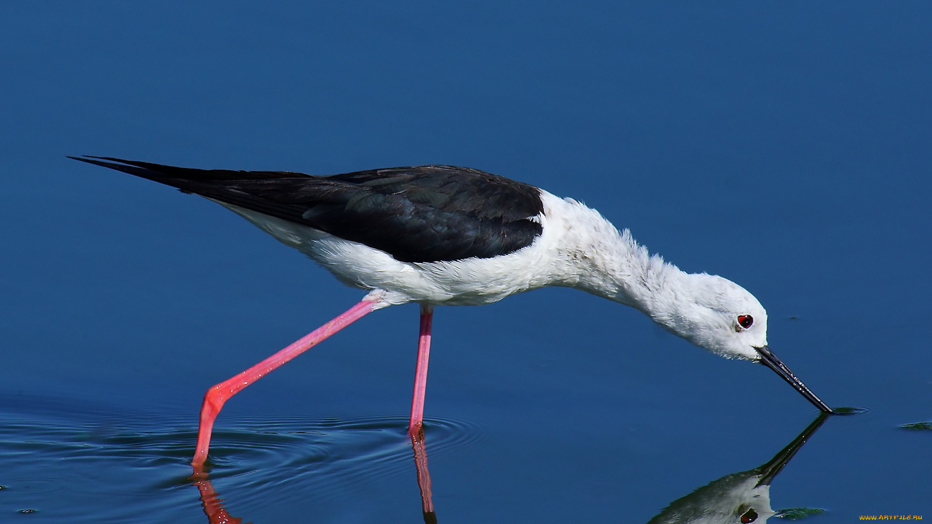 животные, птицы, птица