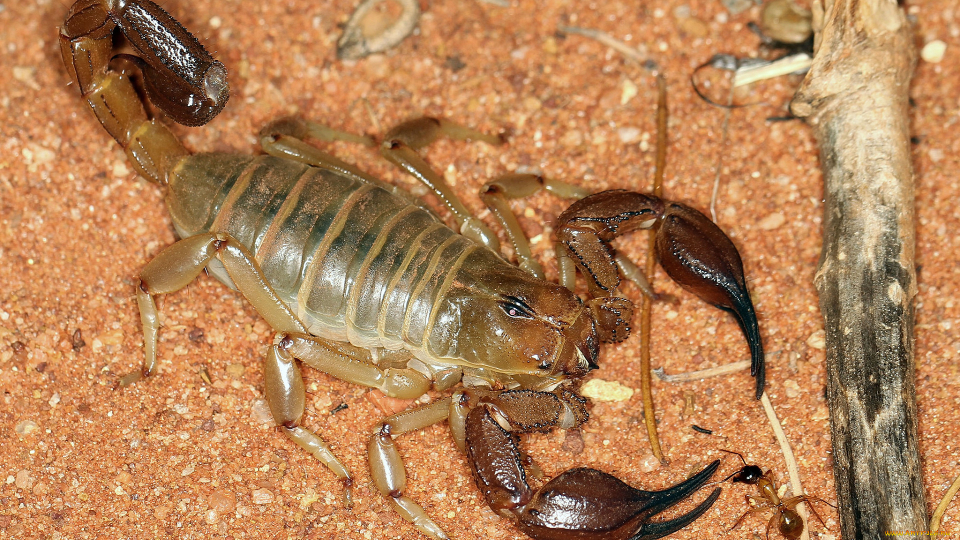 животные, скорпионы, скорпион