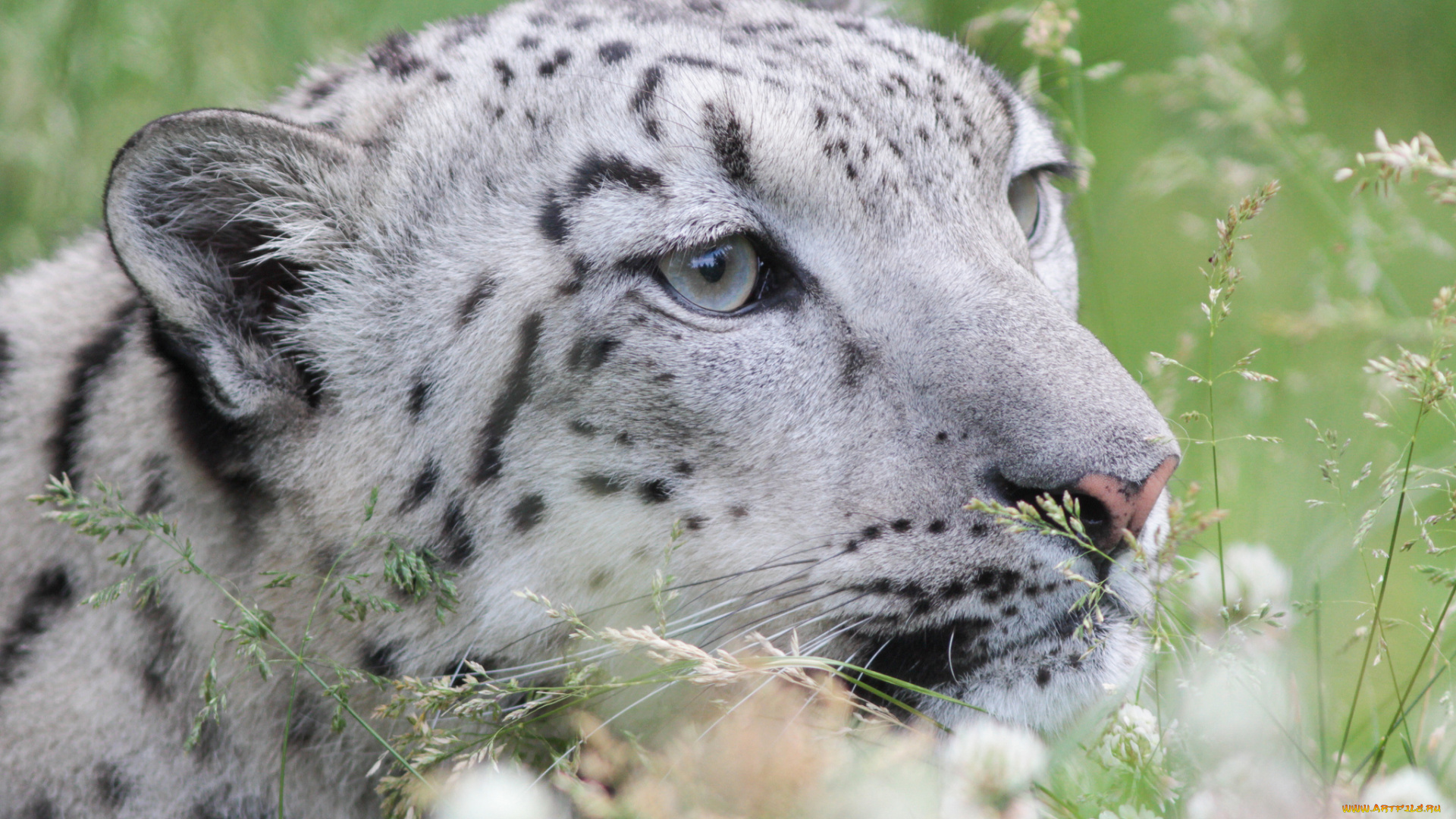 животные, снежный, барс, , ирбис, охота, трава, снежный, барс