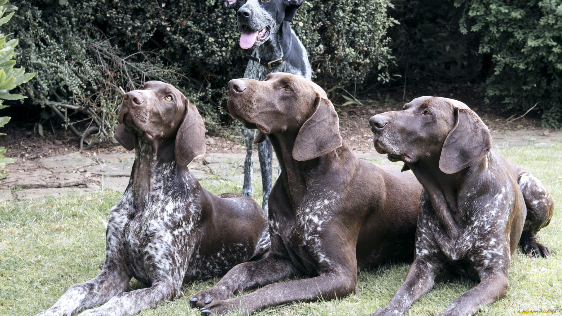 животные, собаки, лужайка, охотники