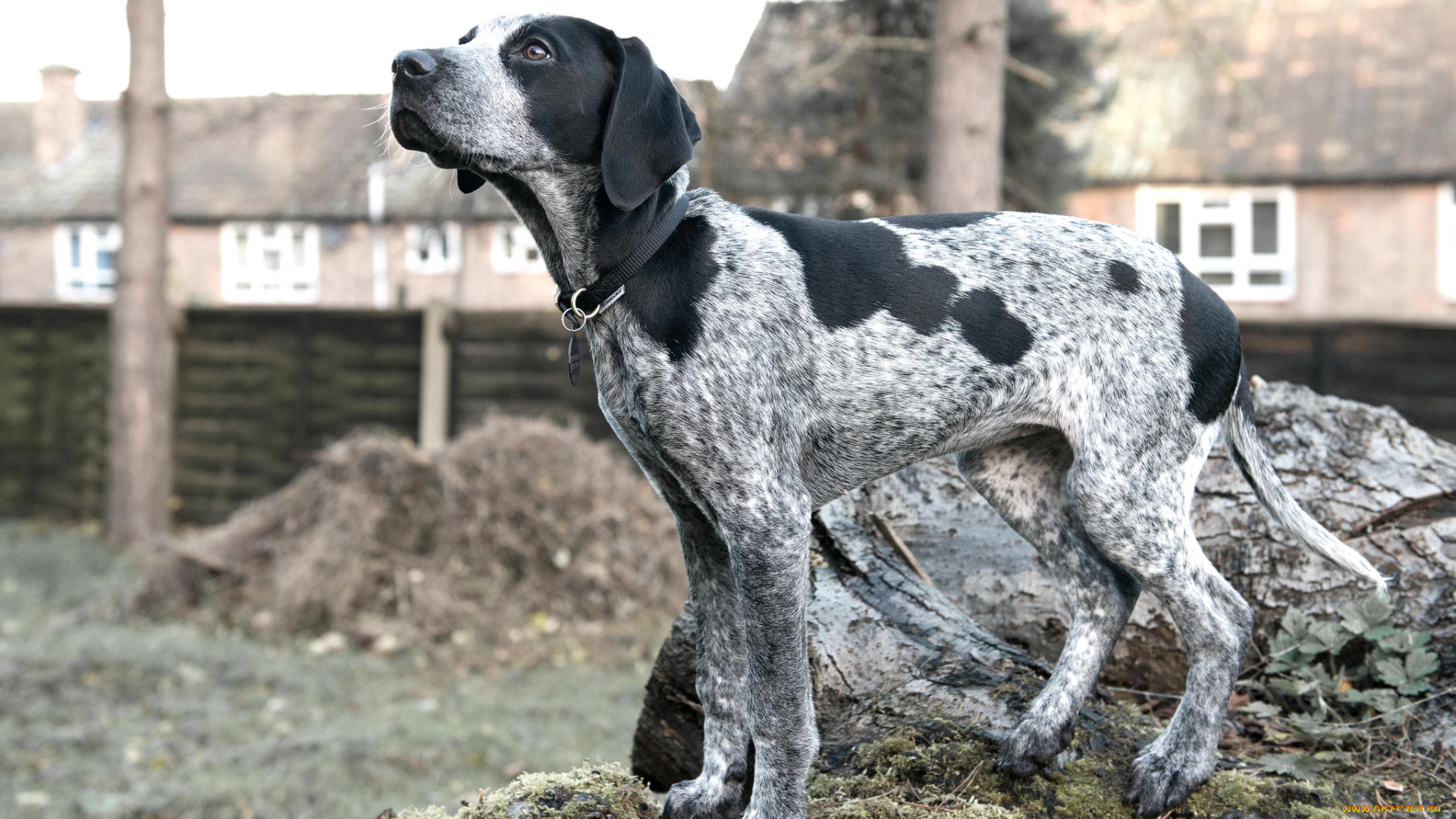 животные, собаки, пес, охотничий