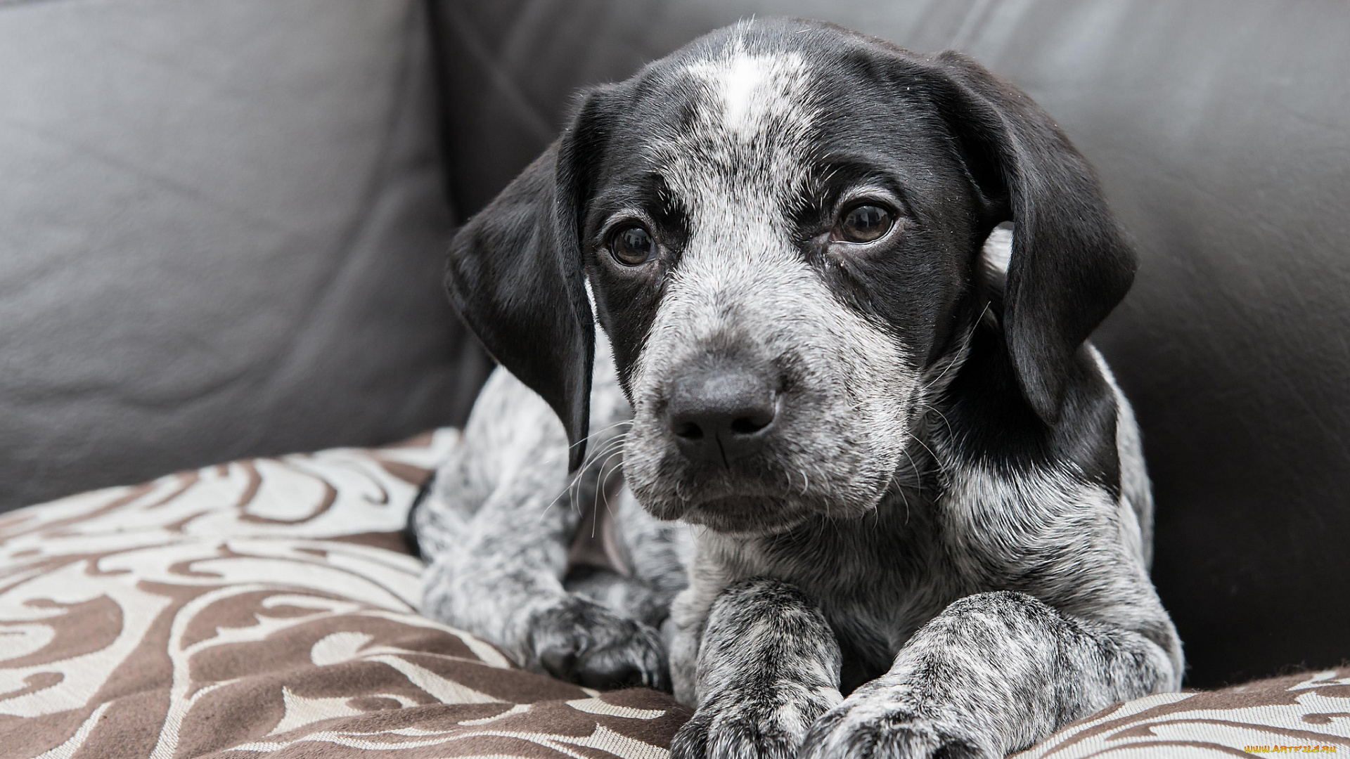 животные, собаки, щенок