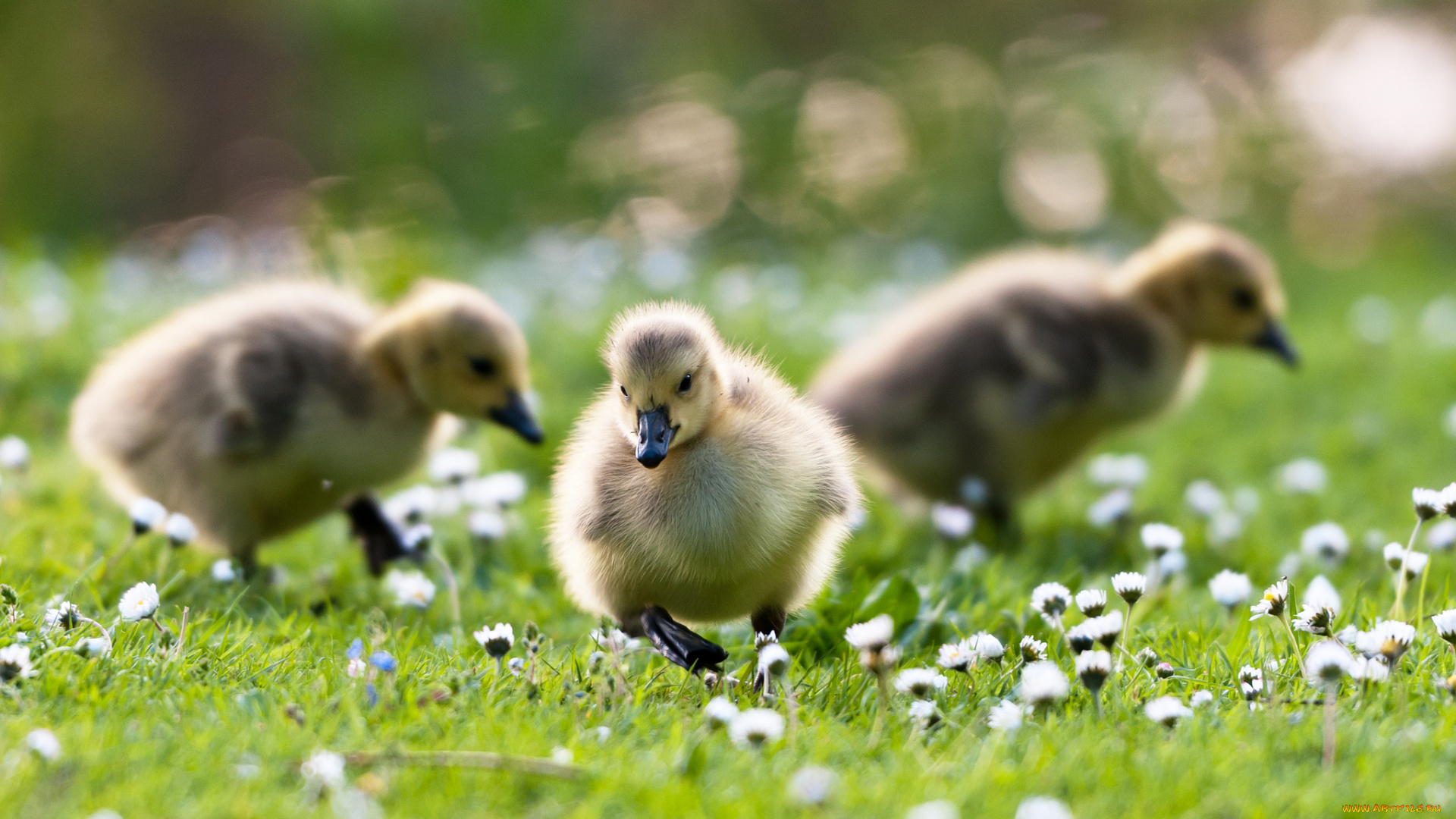 животные, утки, цветы, травка, маленькие, утята