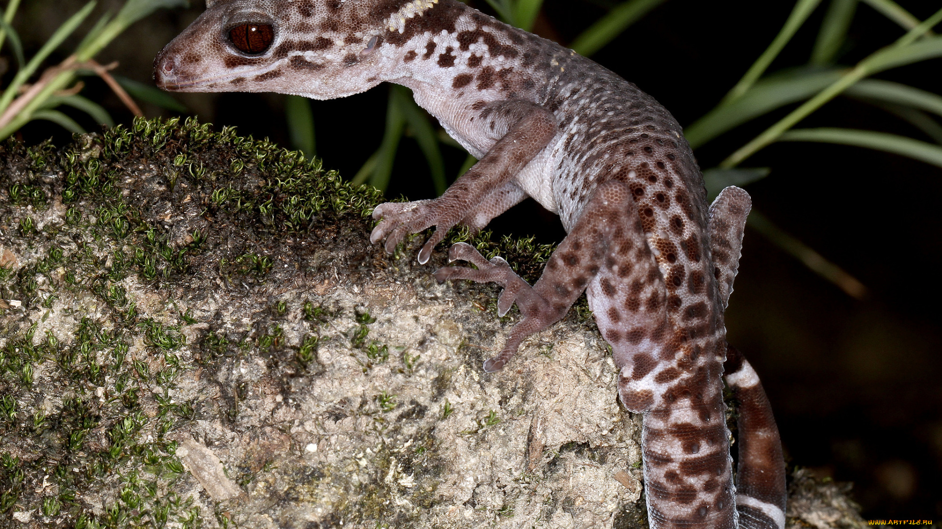 животные, Ящерицы, , игуаны, , вараны, геккон