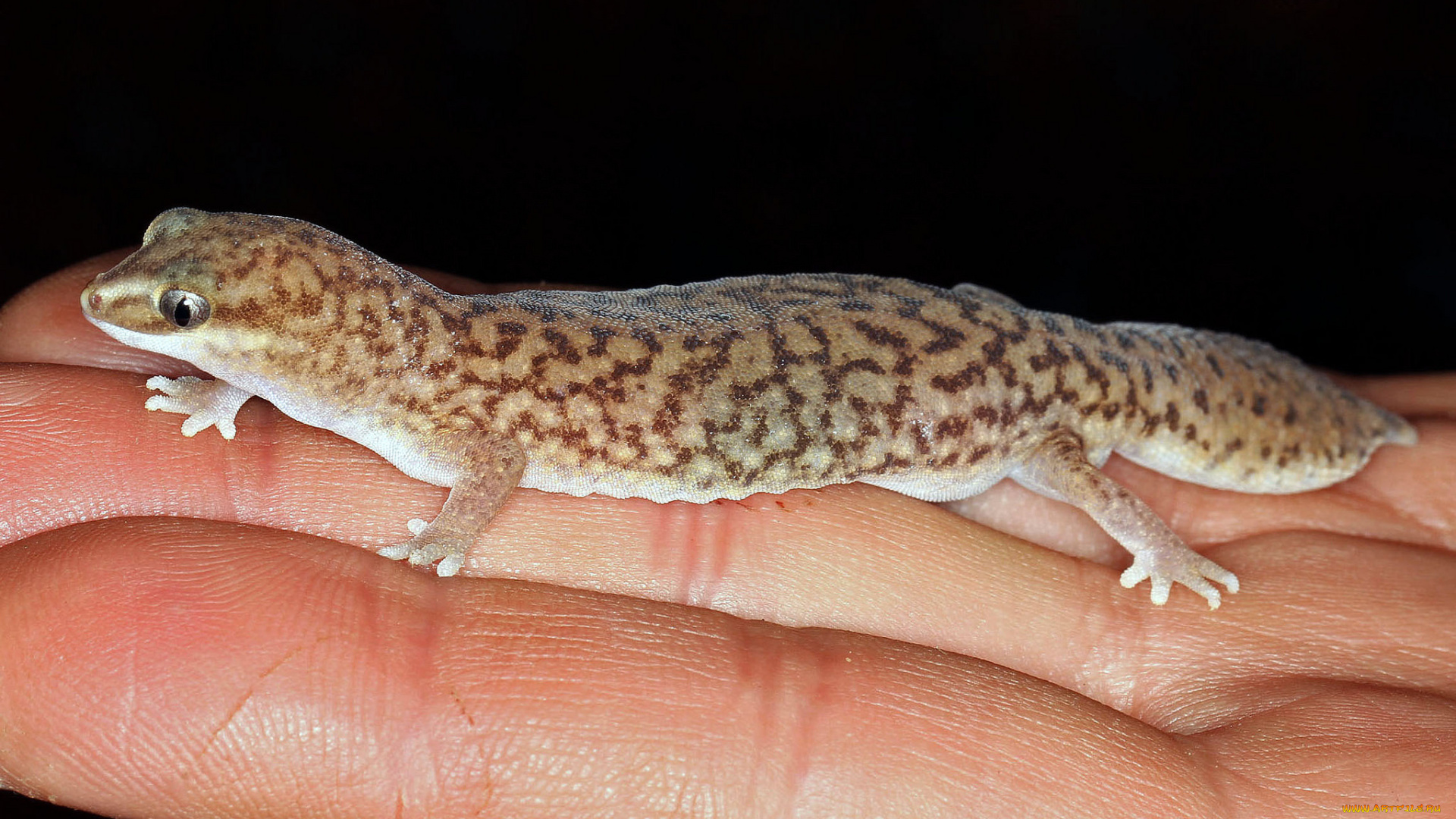 животные, Ящерицы, , игуаны, , вараны, геккон