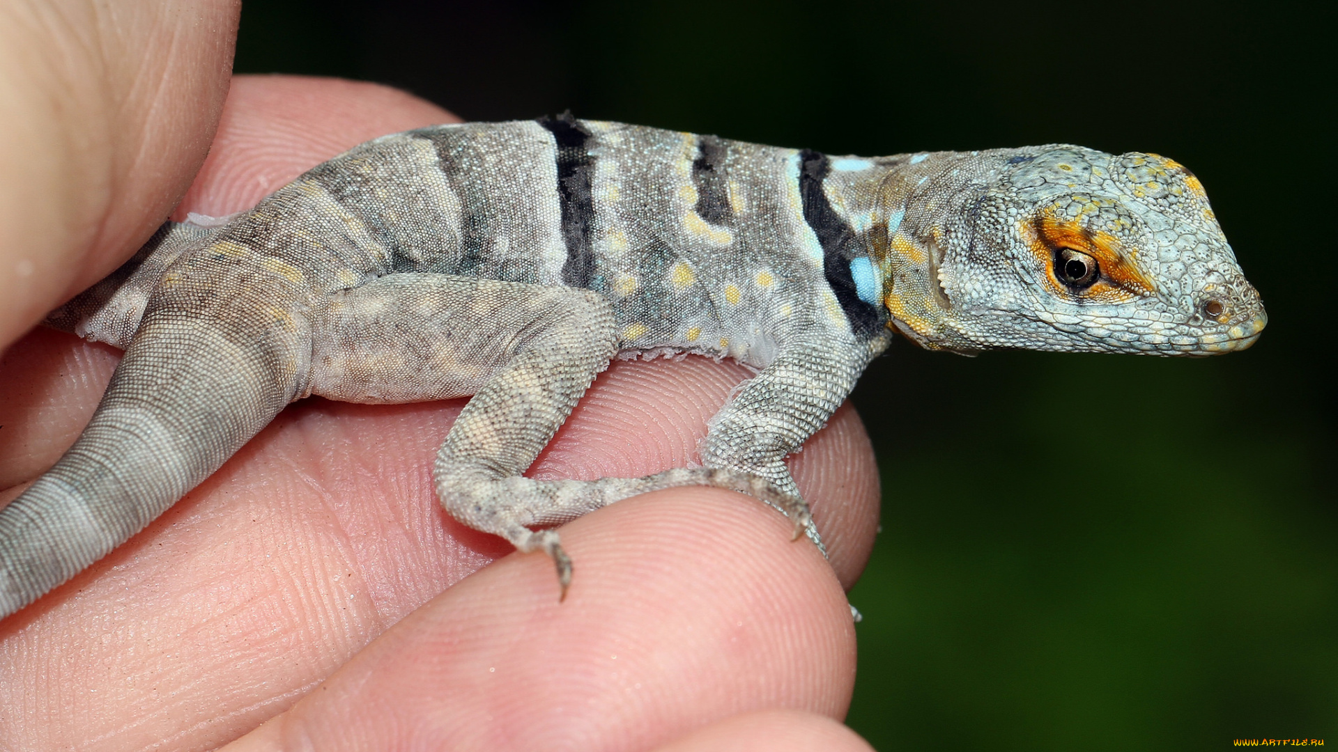 животные, Ящерицы, , игуаны, , вараны, геккон, ящерка