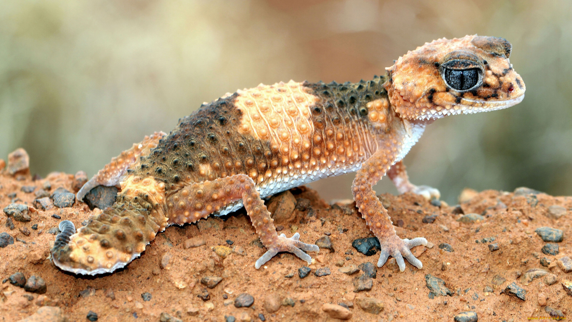 животные, Ящерицы, , игуаны, , вараны, геккон