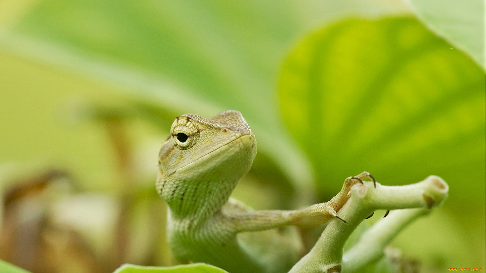 животные, Ящерицы, , игуаны, , вараны, голова, глаза, растение, ящерица