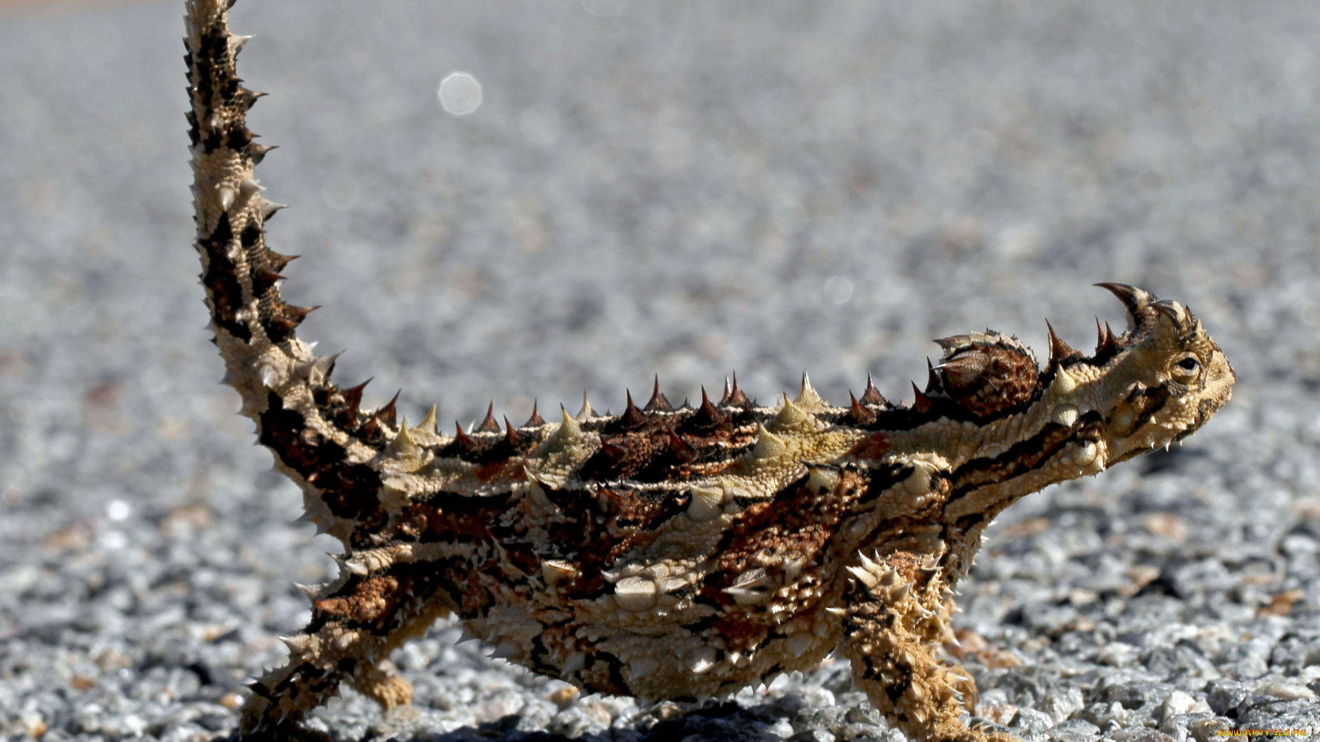 животные, Ящерицы, , игуаны, , вараны, ящерица, рогатая, пустыня