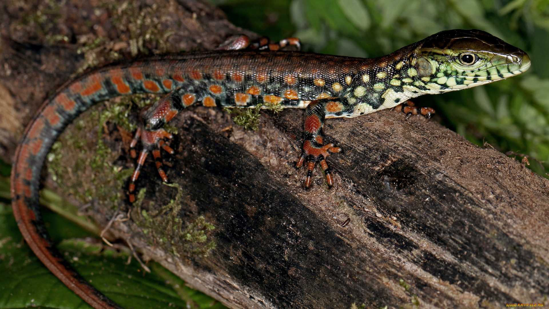 животные, Ящерицы, , игуаны, , вараны, ящерка, дерево