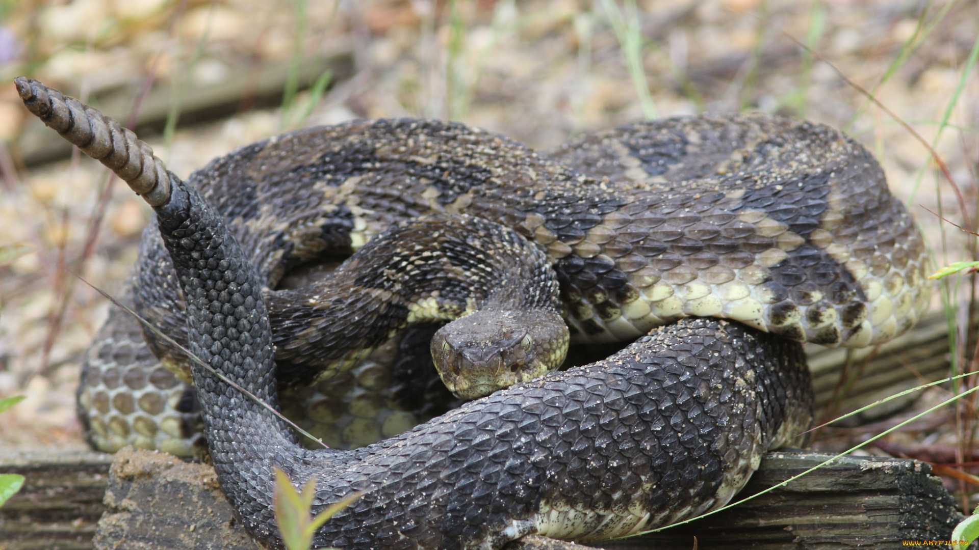 животные, змеи, , питоны, , кобры, гремучка