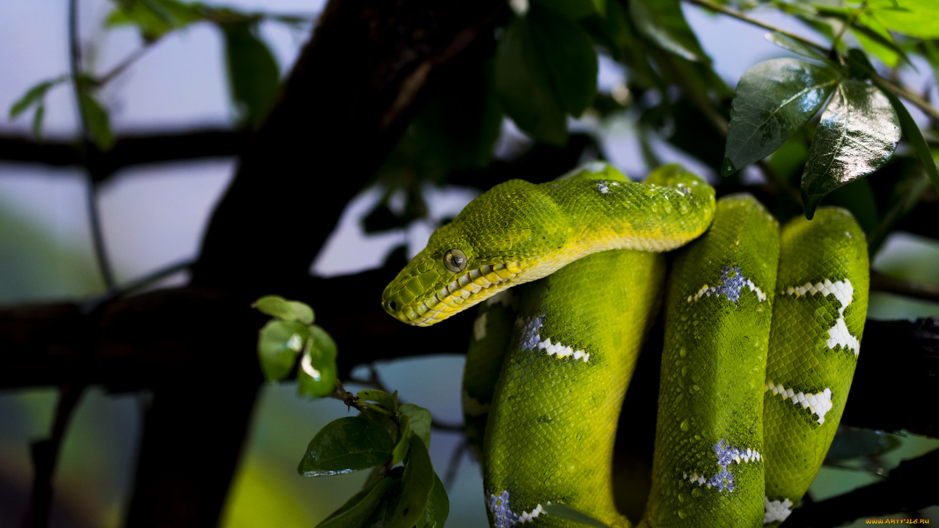 животные, змеи, , питоны, , кобры, капли, листья, маскировка, ветки, дерево, питон
