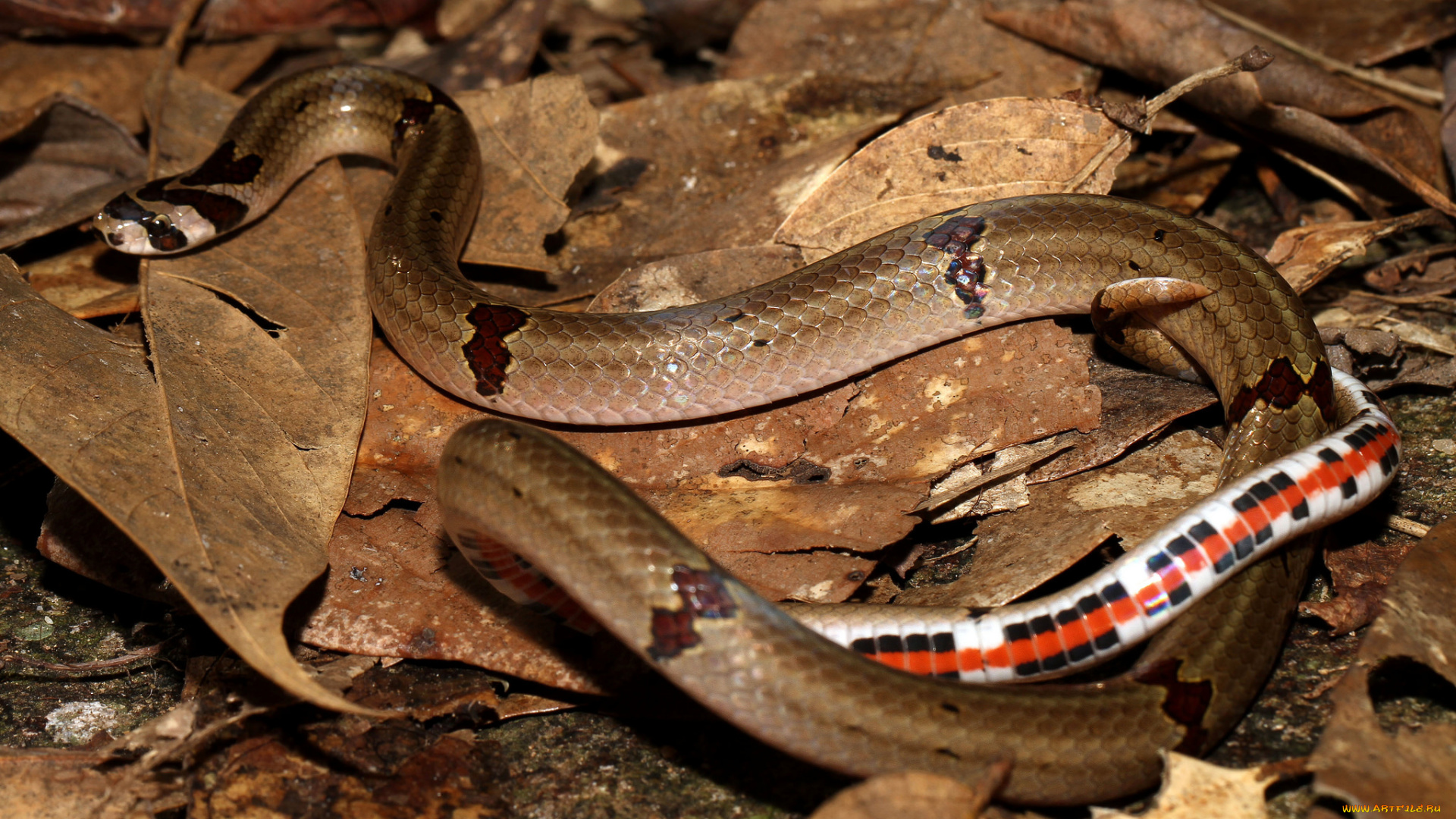 животные, змеи, , питоны, , кобры, змея