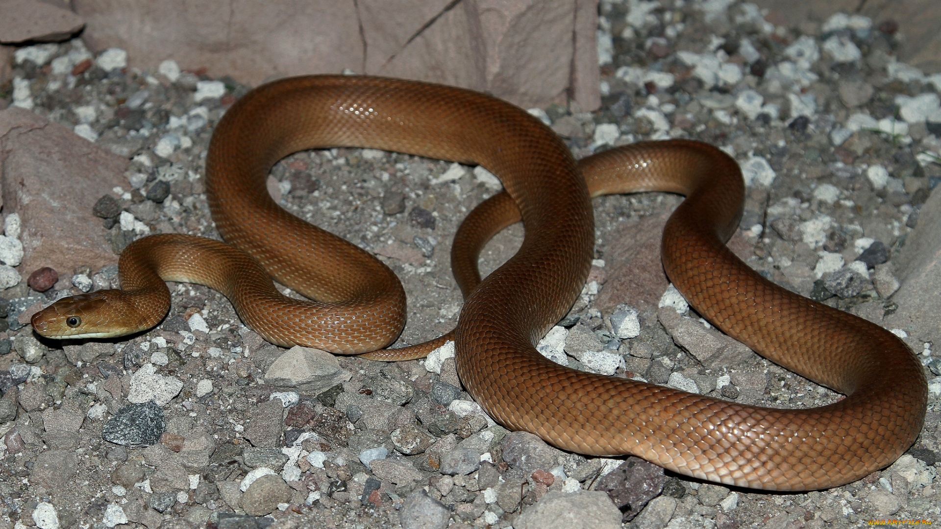 животные, змеи, , питоны, , кобры, змея