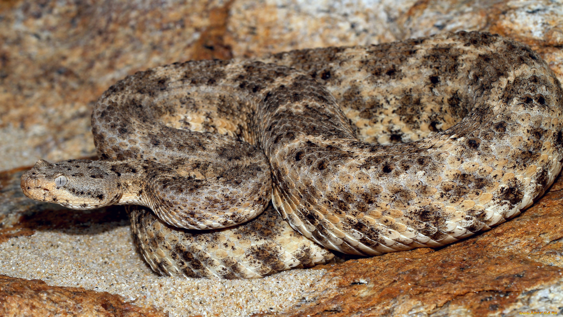 животные, змеи, , питоны, , кобры, змея