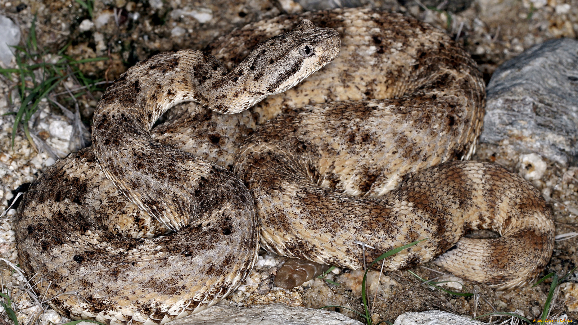 животные, змеи, , питоны, , кобры, змея