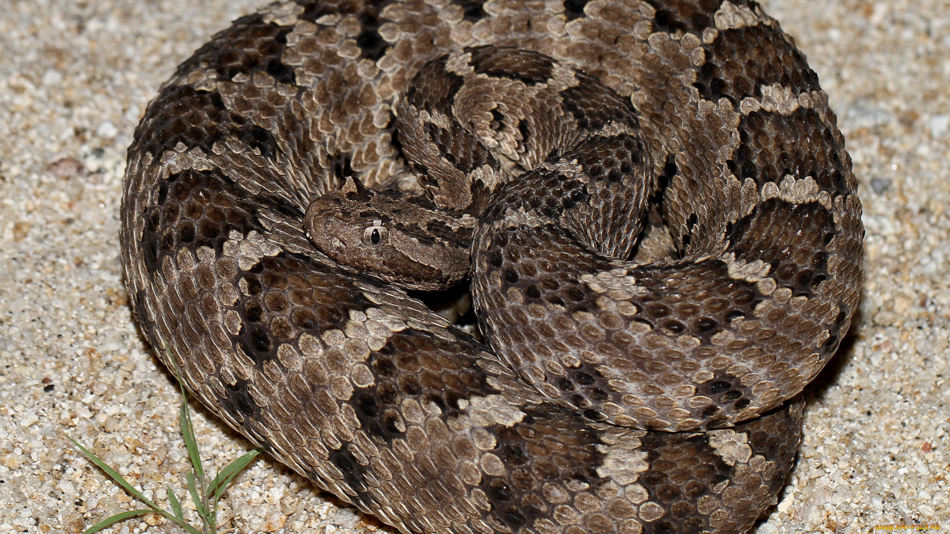 животные, змеи, , питоны, , кобры, змея