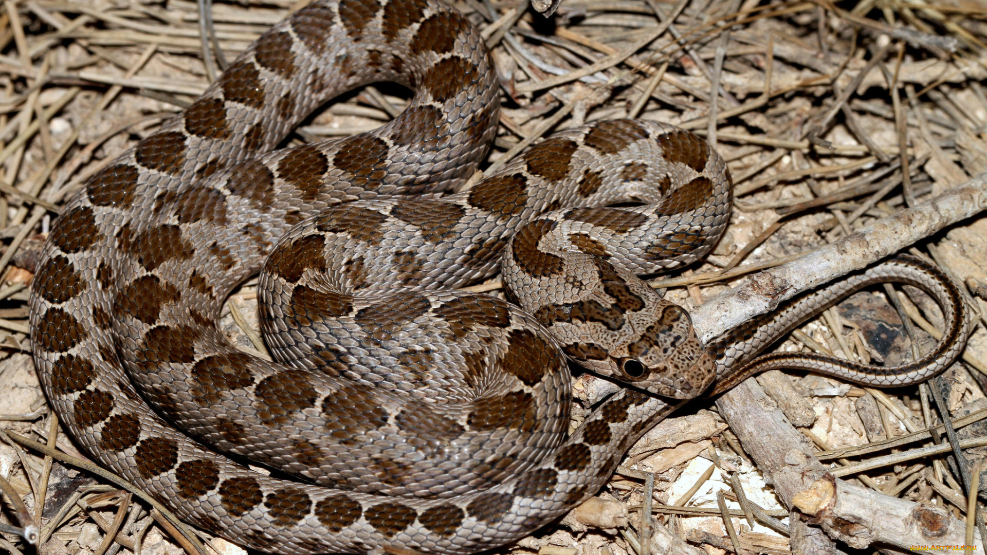 животные, змеи, , питоны, , кобры, змея