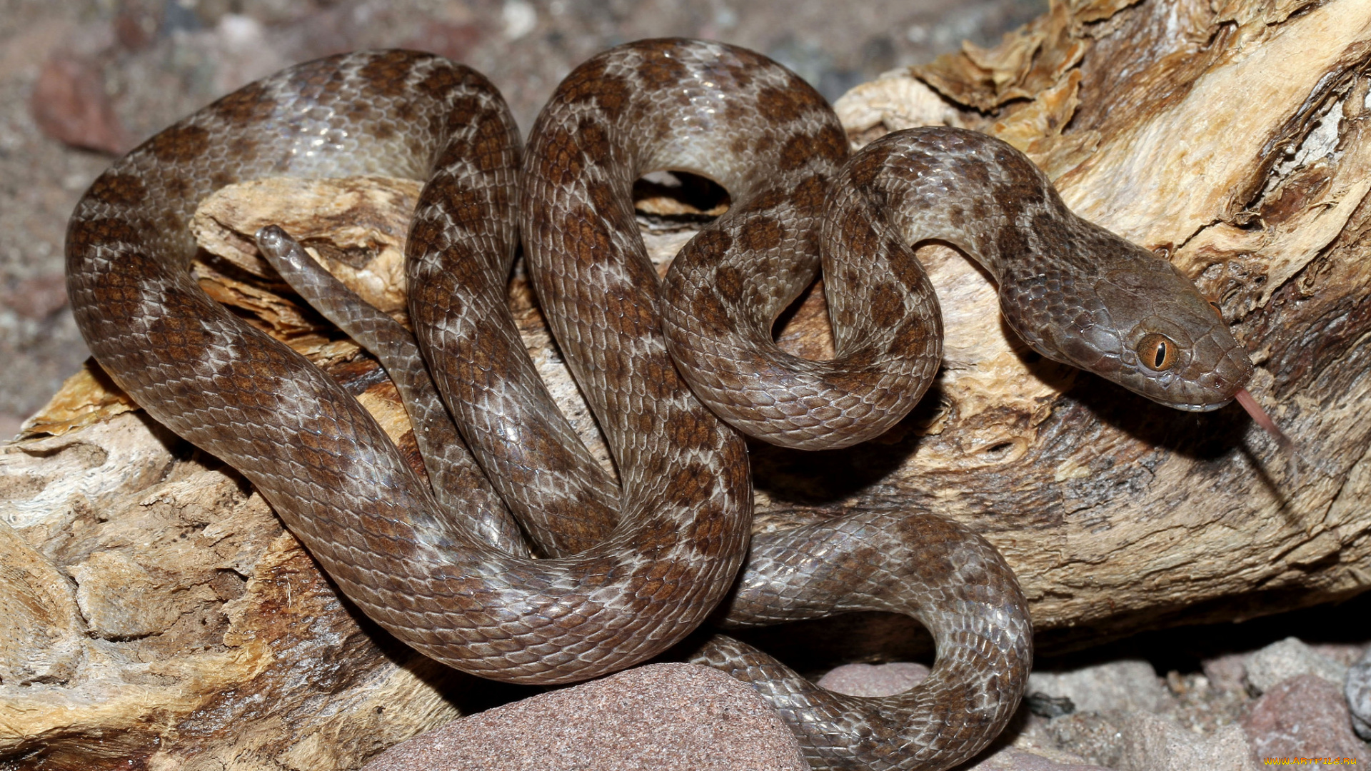 животные, змеи, , питоны, , кобры, змея