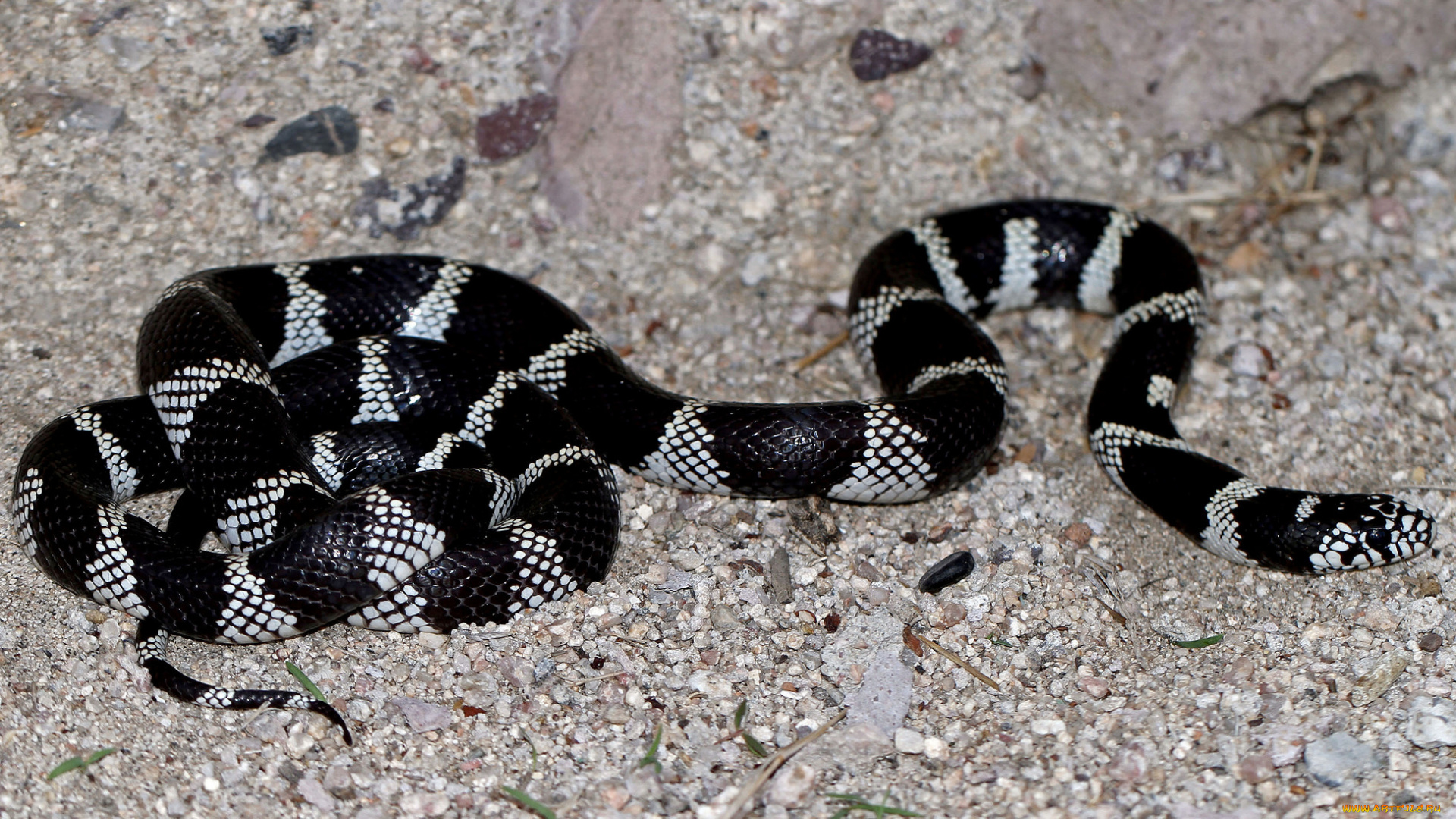 животные, змеи, , питоны, , кобры, змея