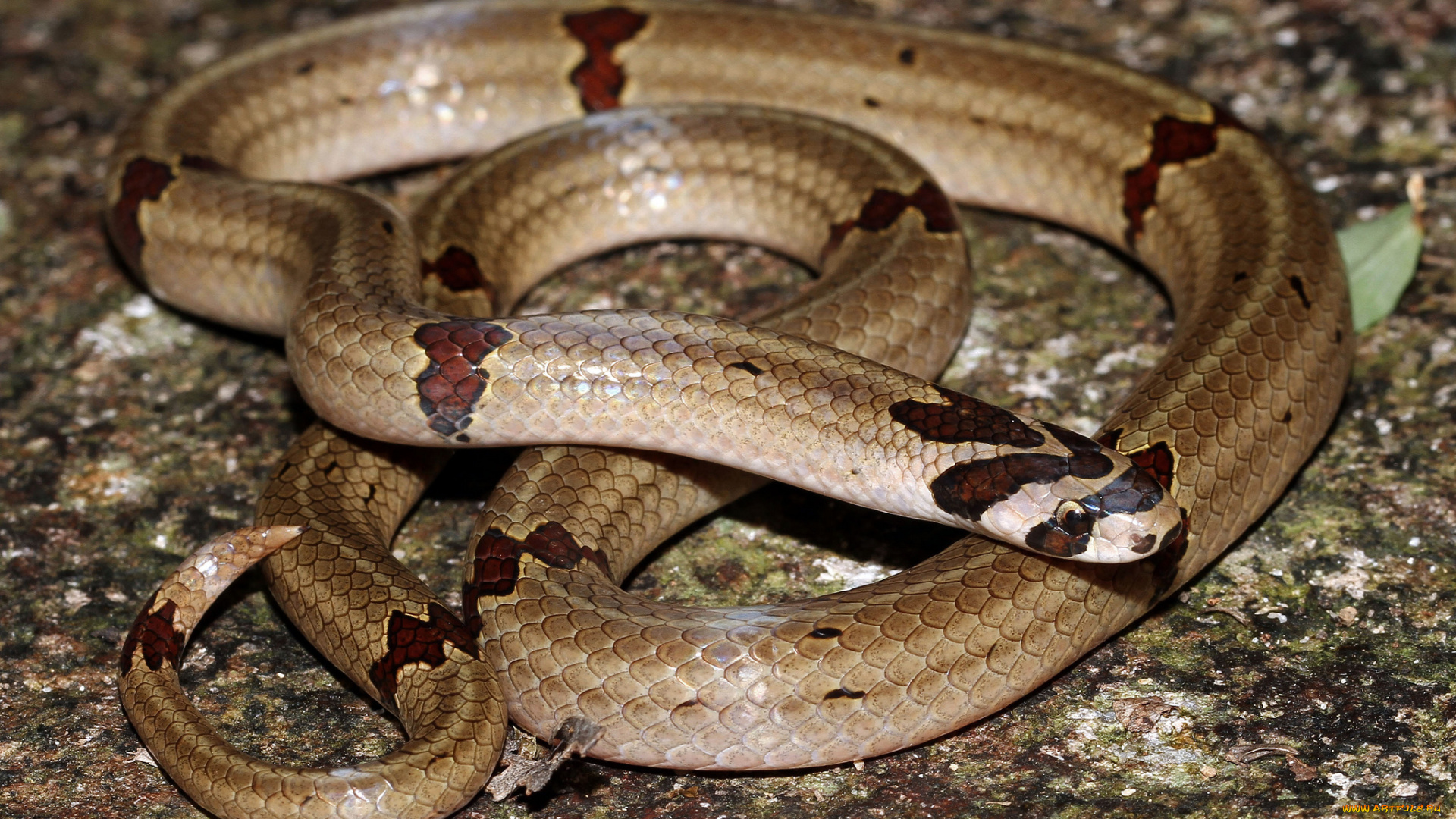 животные, змеи, , питоны, , кобры, змея