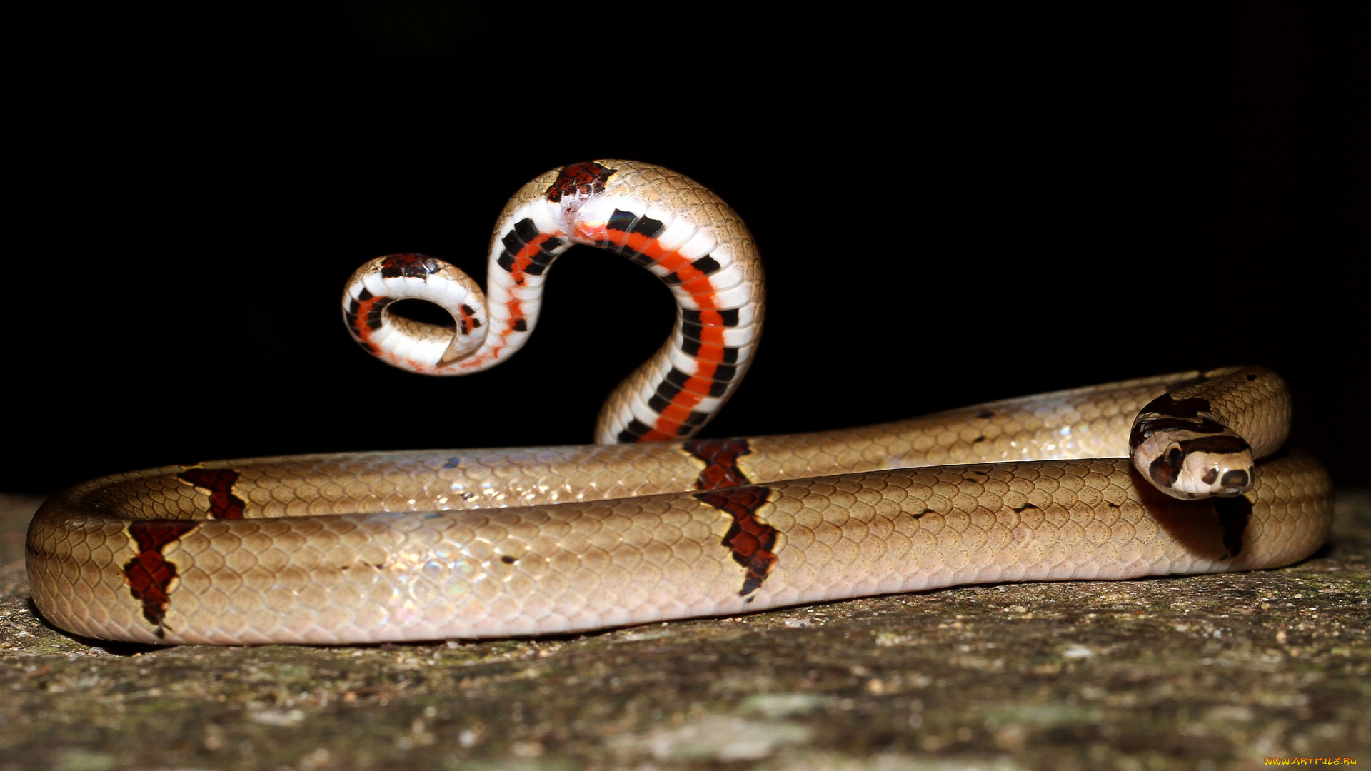 животные, змеи, , питоны, , кобры, змея