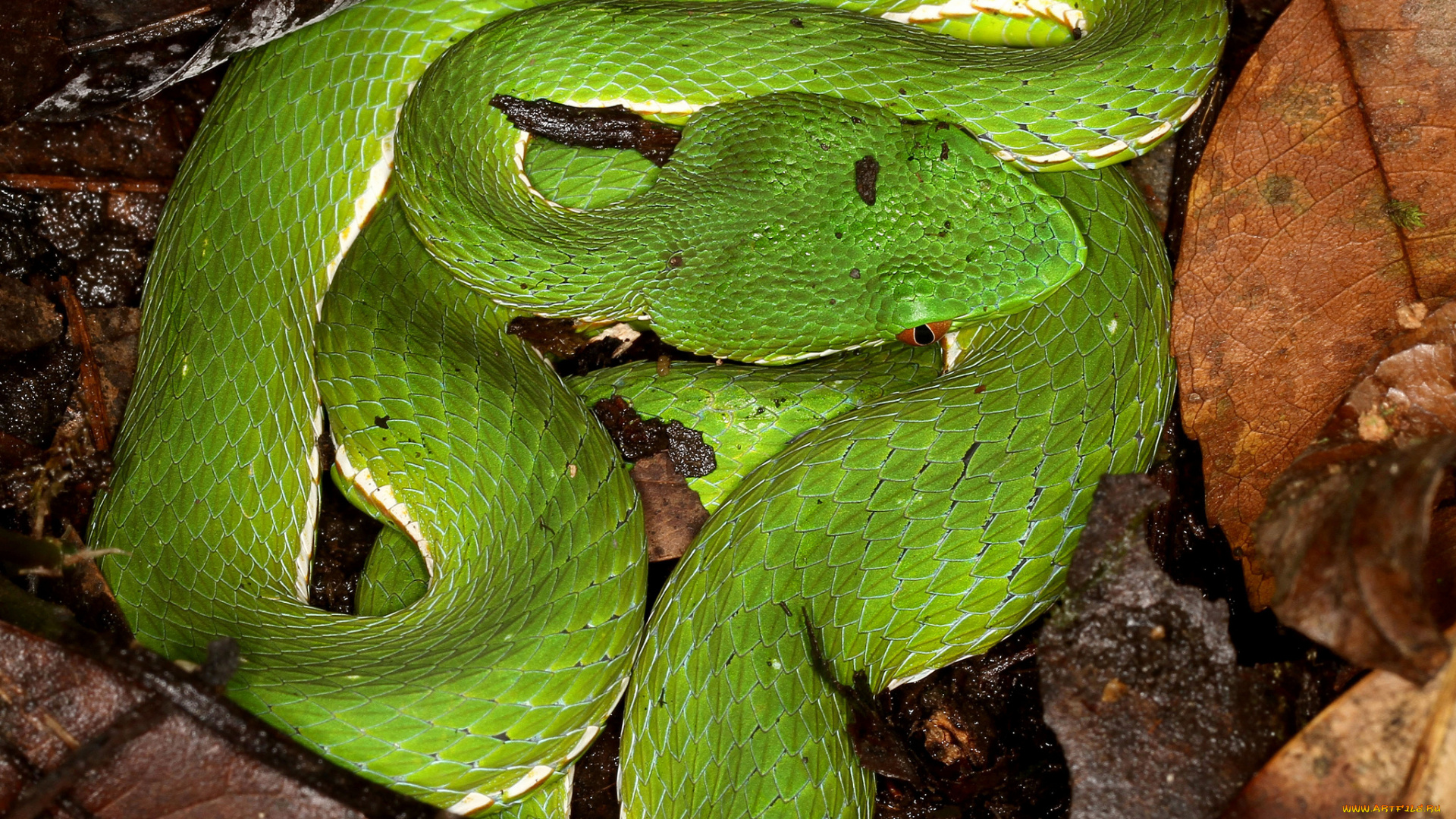 животные, змеи, , питоны, , кобры, змея