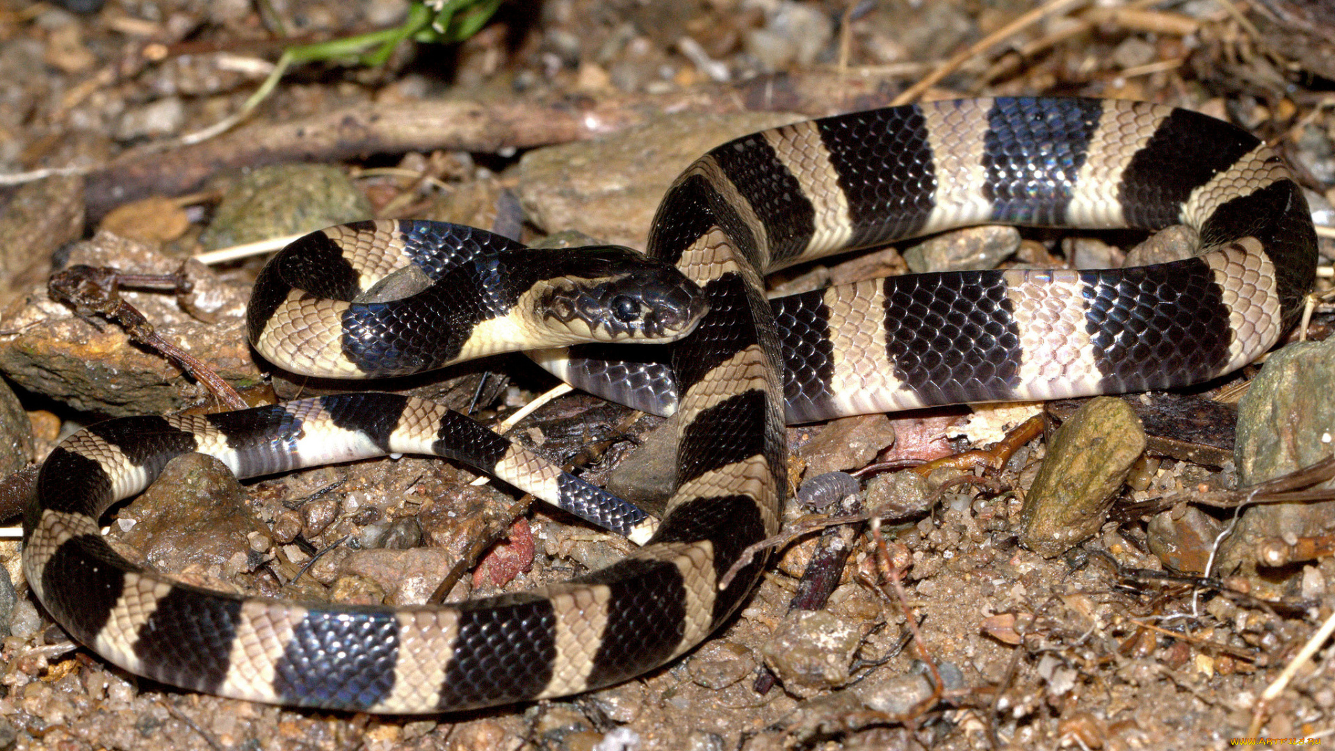 животные, змеи, , питоны, , кобры, змея