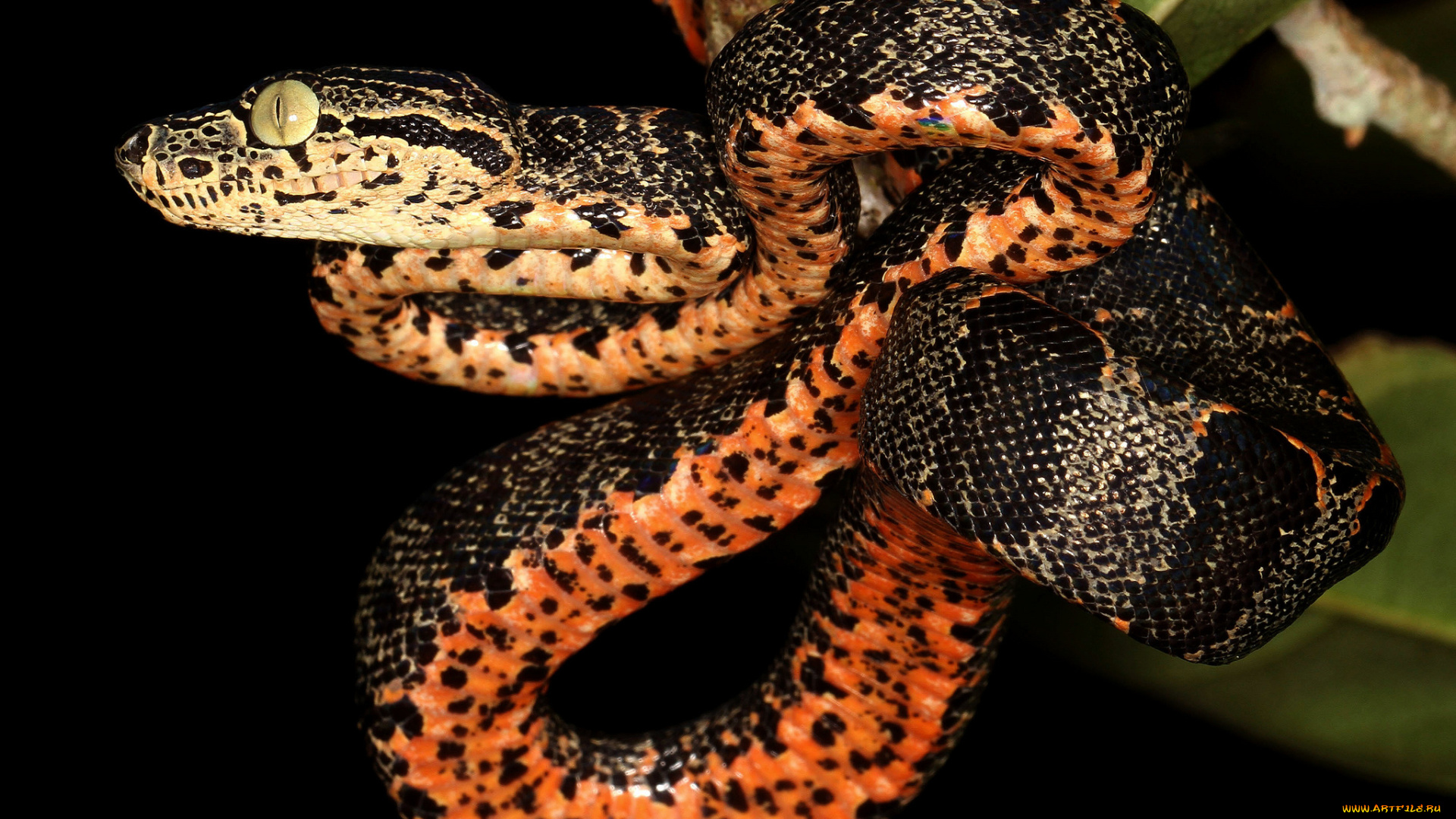 животные, змеи, , питоны, , кобры, змея