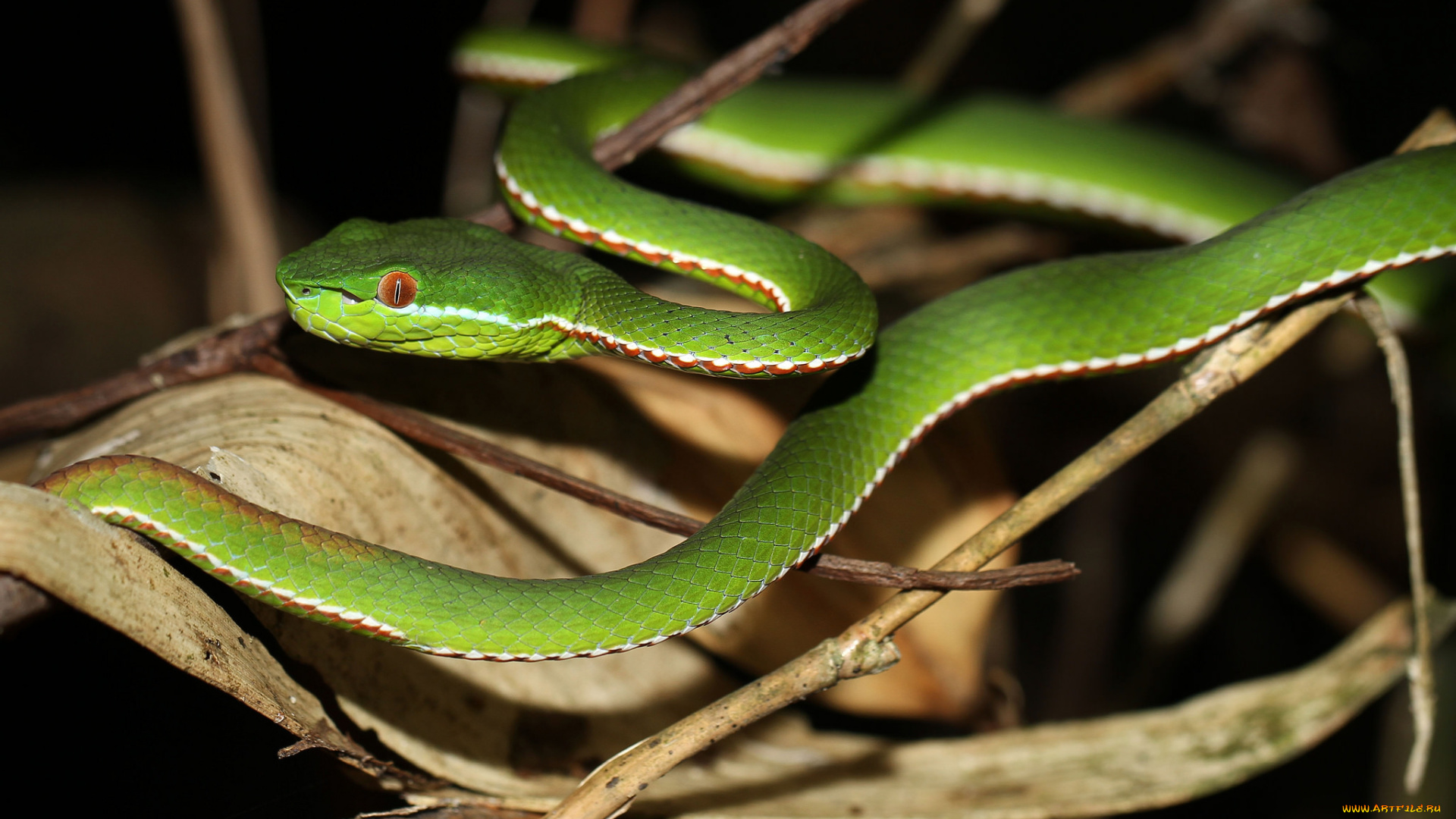 животные, змеи, , питоны, , кобры, змея