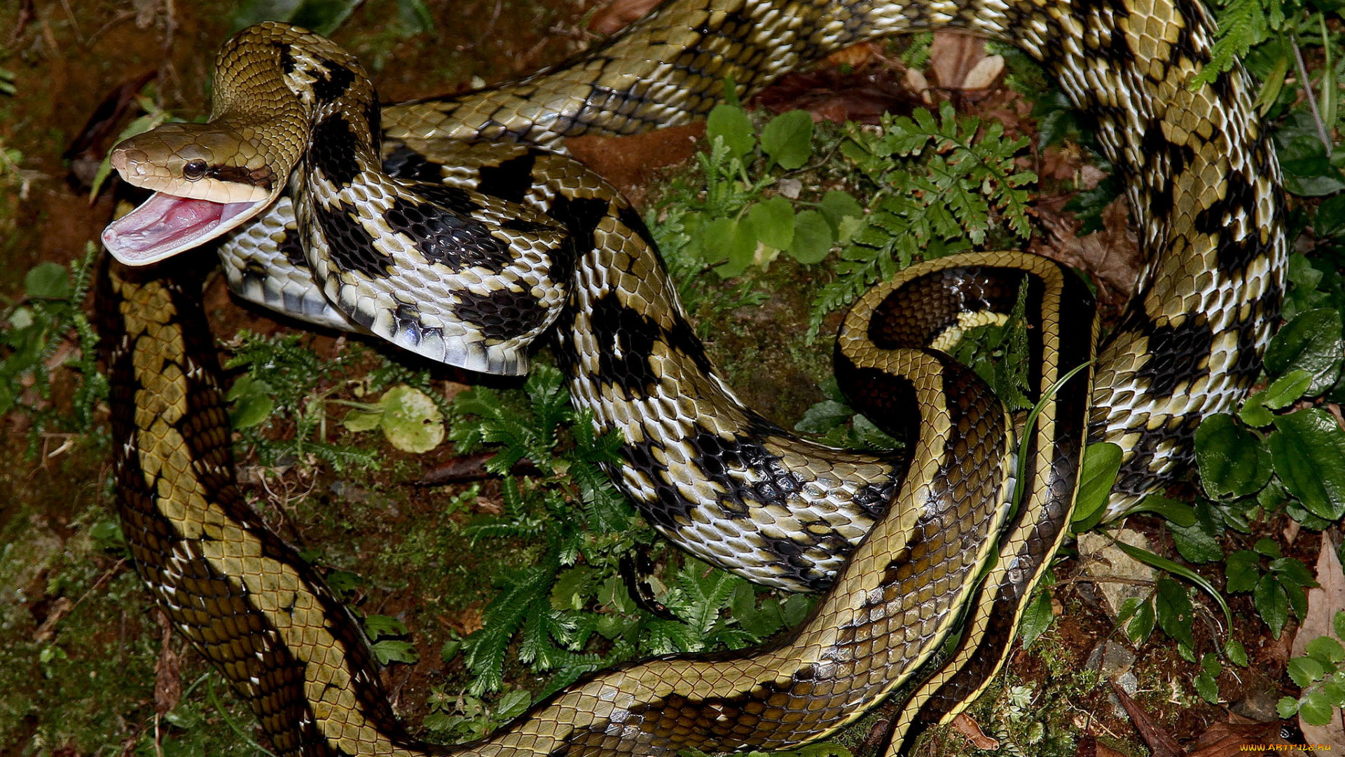 животные, змеи, , питоны, , кобры, змея