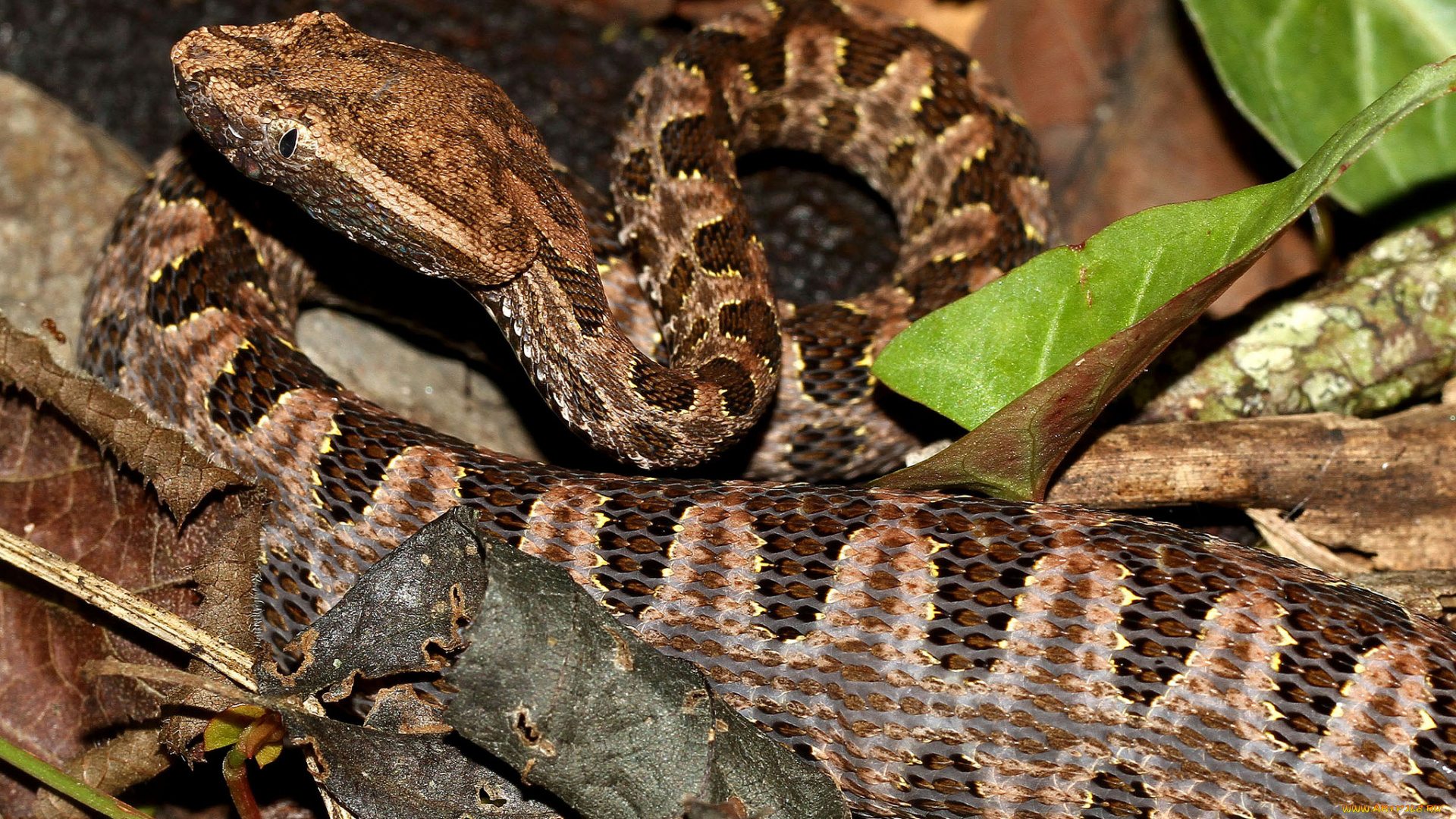 животные, змеи, , питоны, , кобры, змея