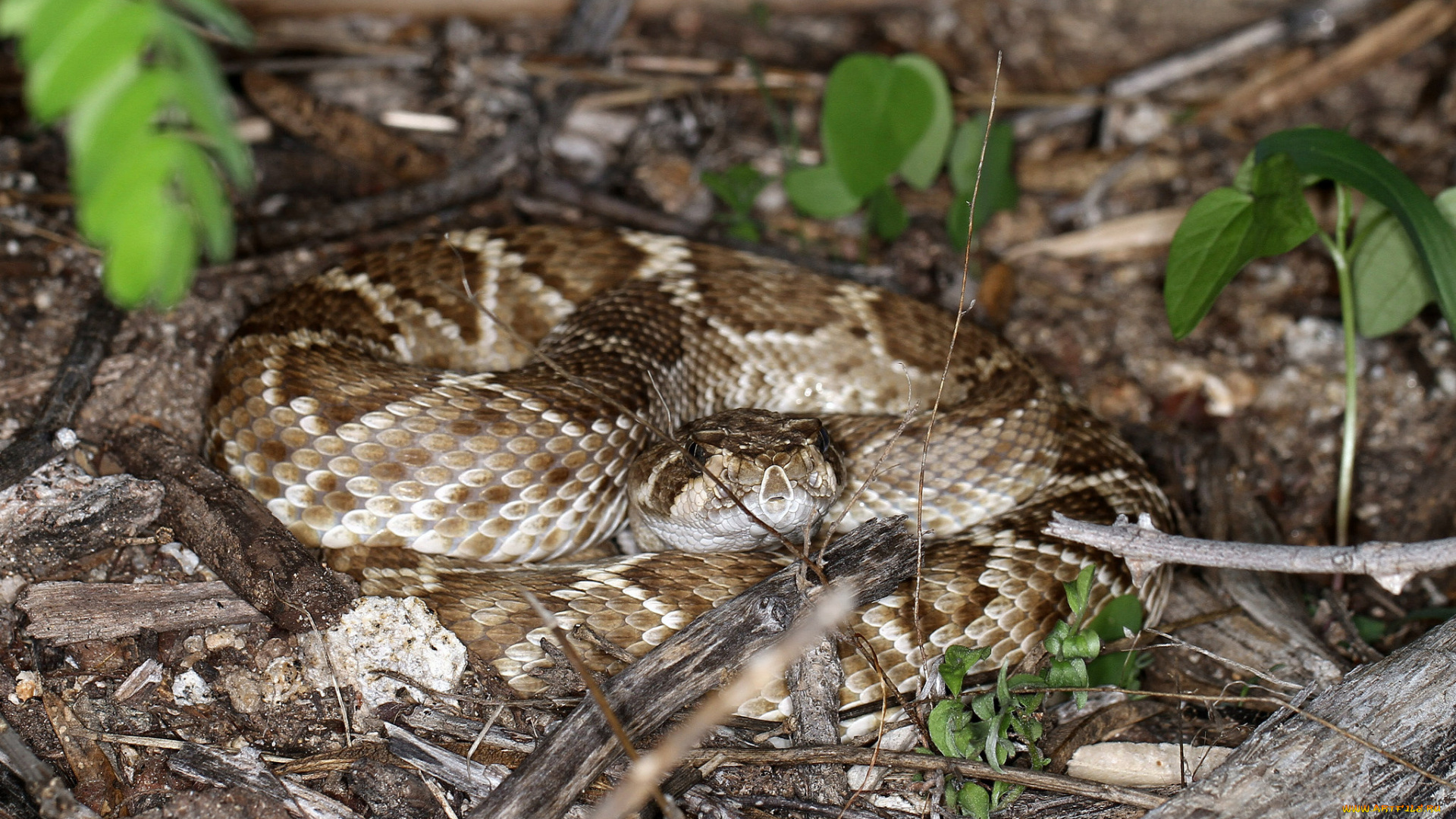 животные, змеи, , питоны, , кобры, змея