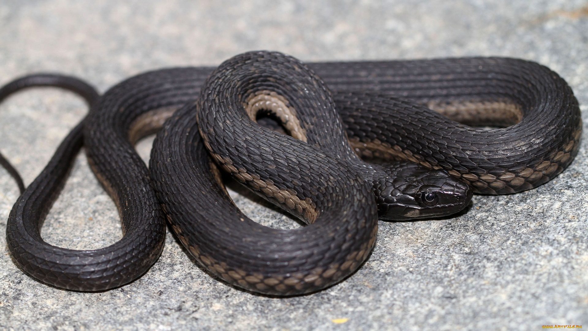 животные, змеи, , питоны, , кобры, змея