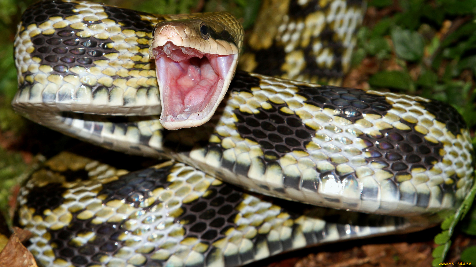 животные, змеи, , питоны, , кобры, змея