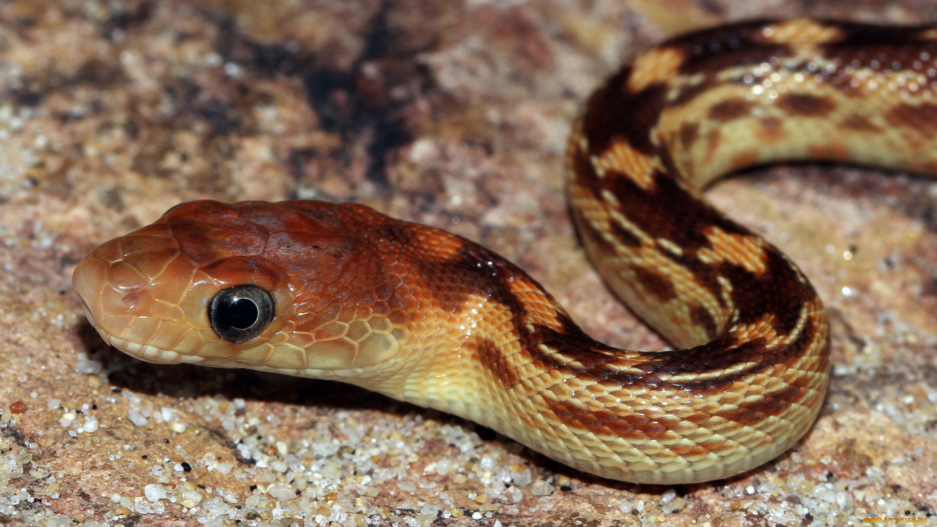 животные, змеи, , питоны, , кобры, змея