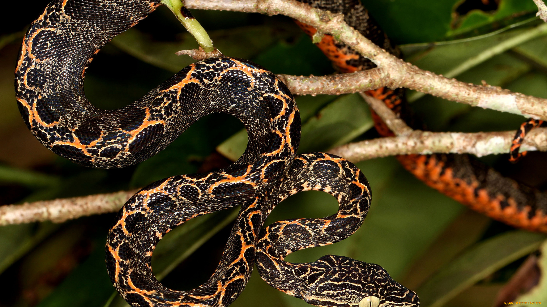 животные, змеи, , питоны, , кобры, змея