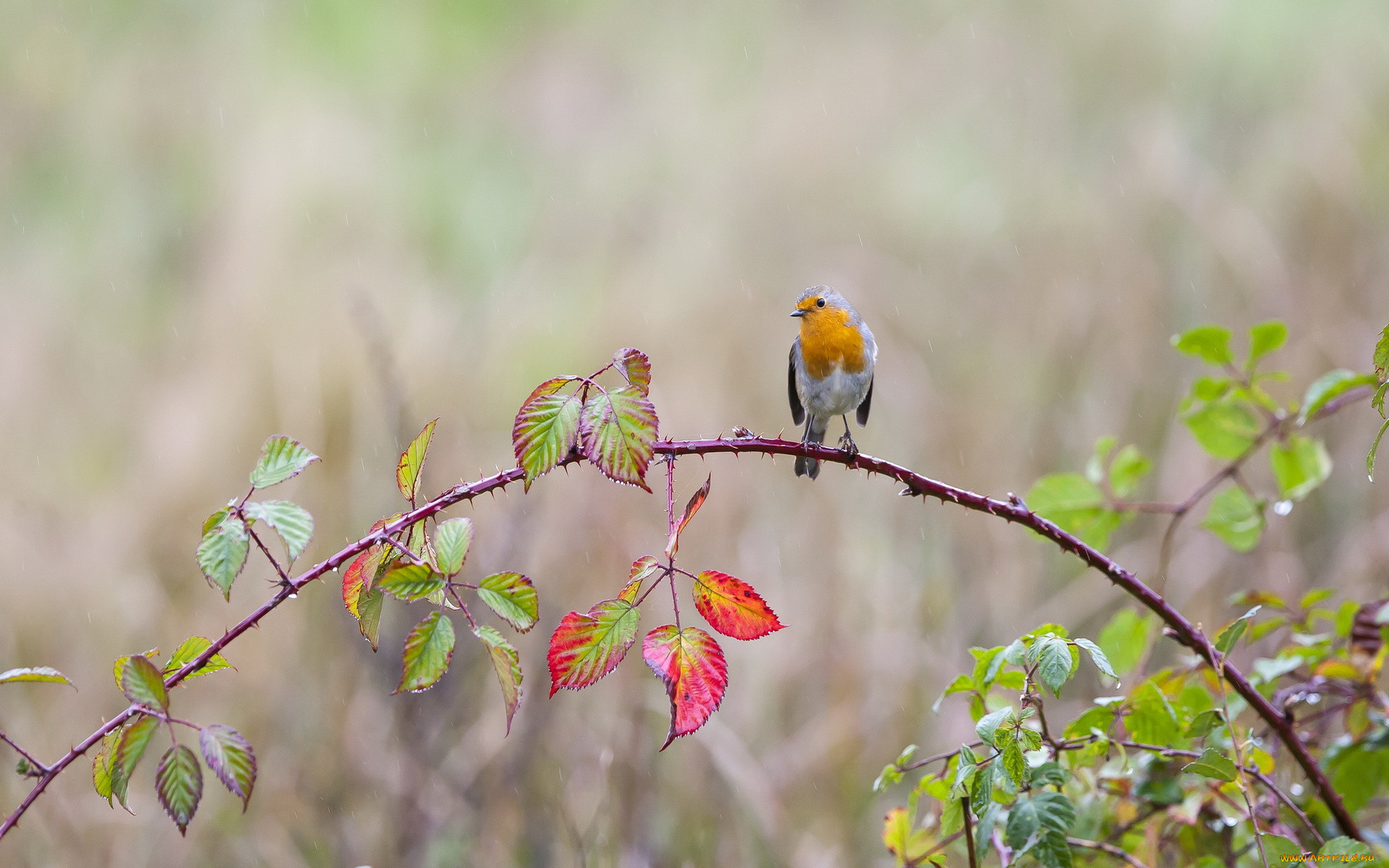 животные, зарянки, , малиновки, дождь, капли, птица, ветка, листья, колючки