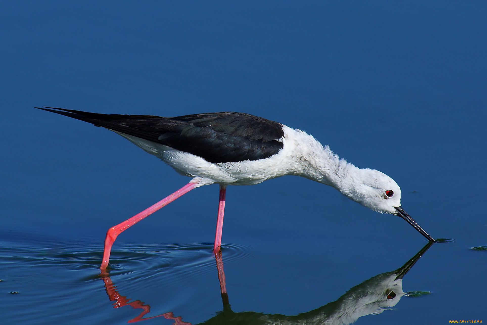 животные, птицы, птица