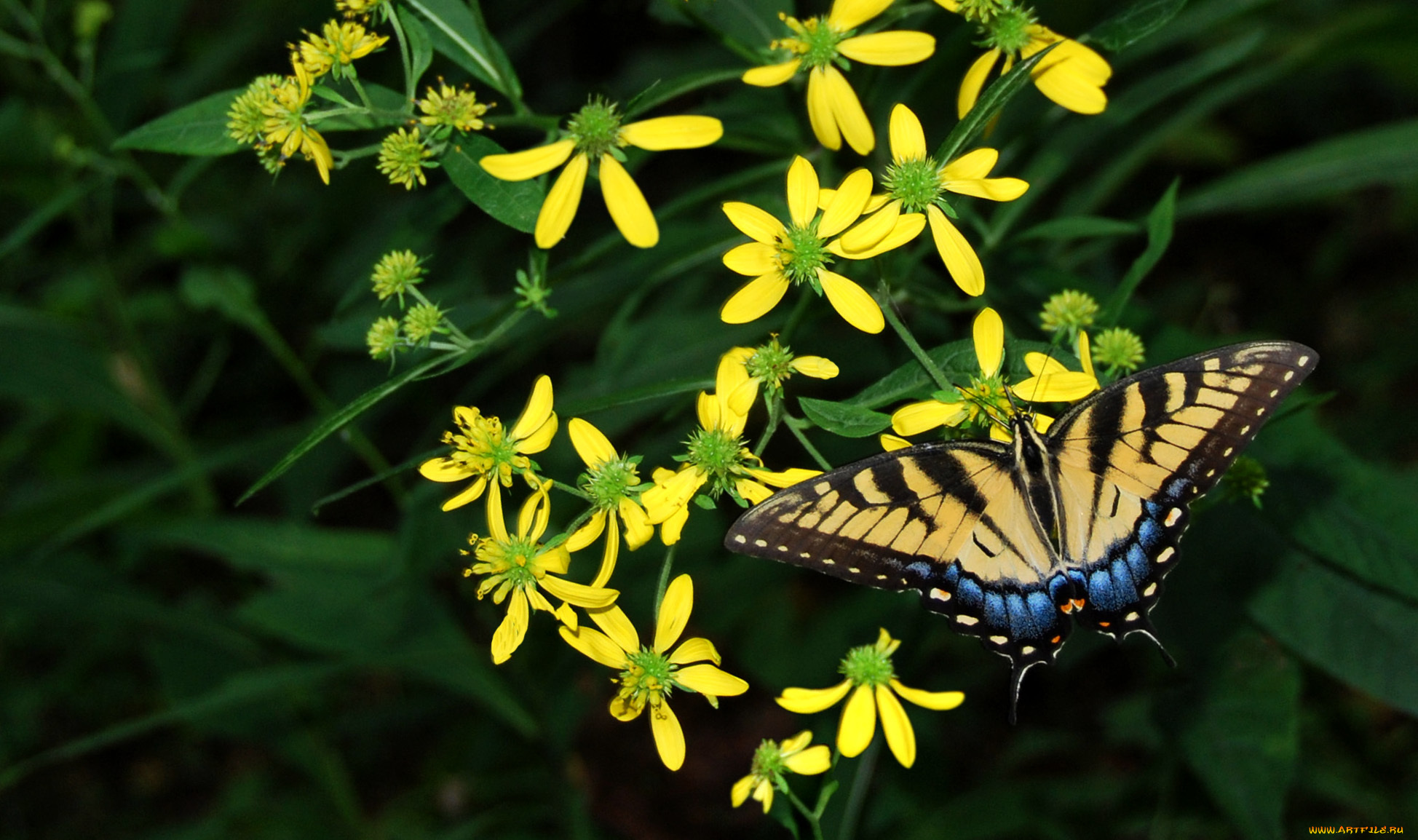 животные, бабочки, цветы