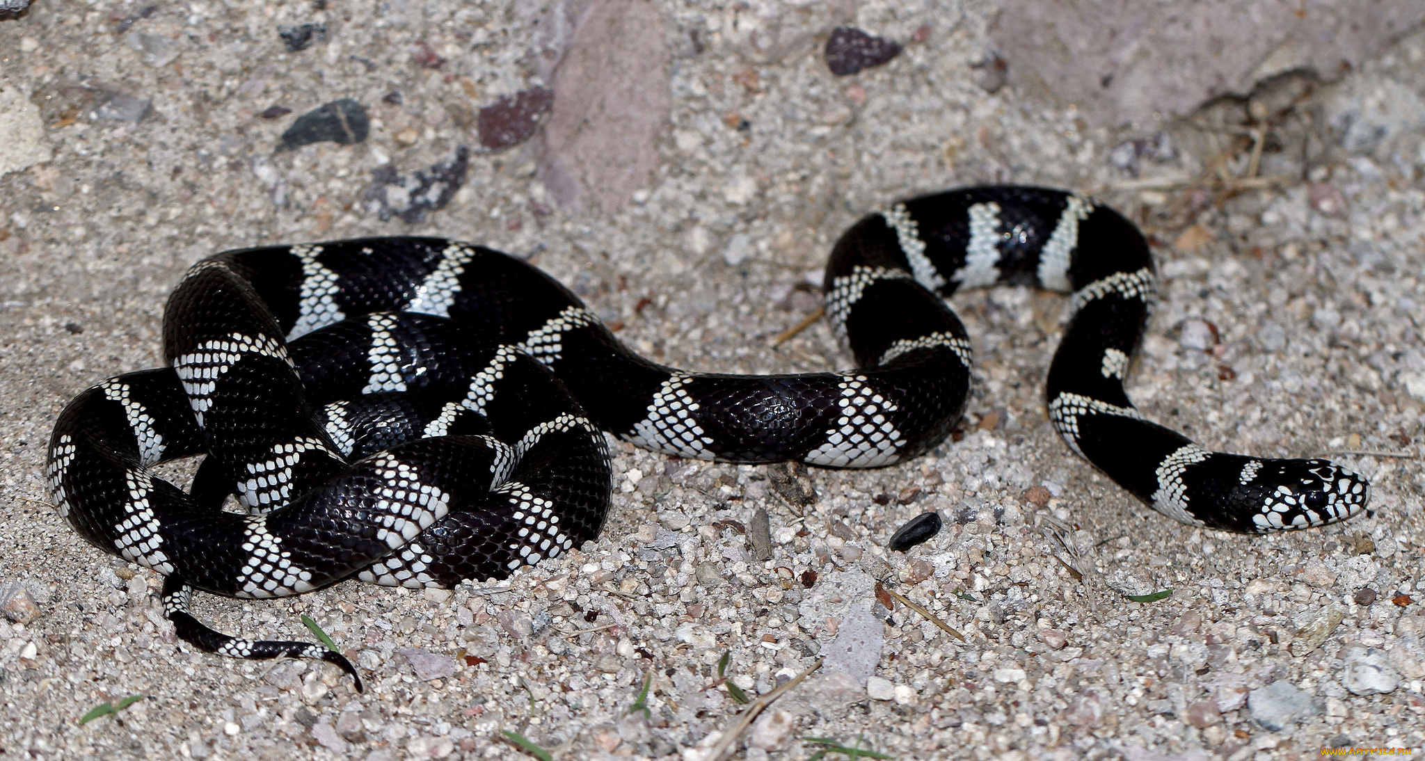 животные, змеи, , питоны, , кобры, змея